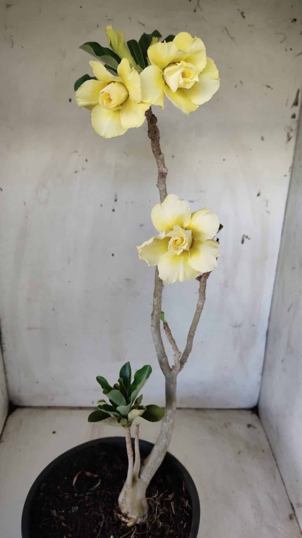 Planta Dobrada 2971 – 45cm – 03 anos