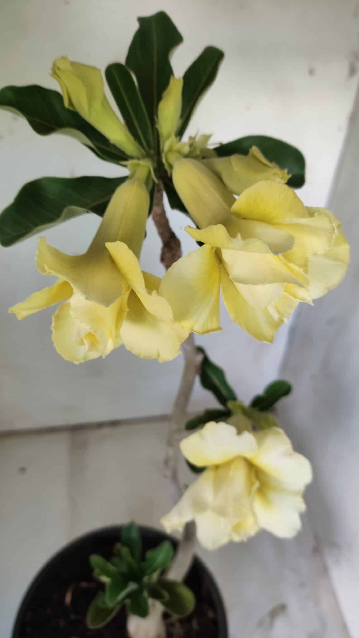 Planta Dobrada 2971 – 45cm – 03 anos