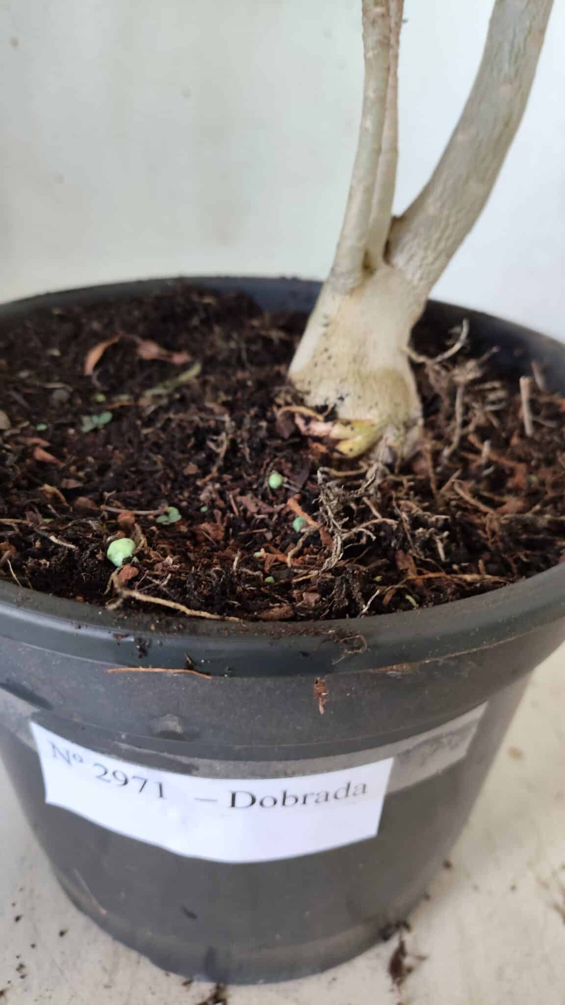 Planta Dobrada 2971 – 45cm – 03 anos