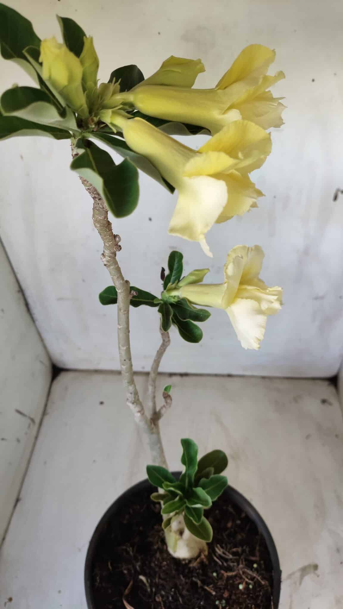 Planta Dobrada 2971 – 45cm – 03 anos