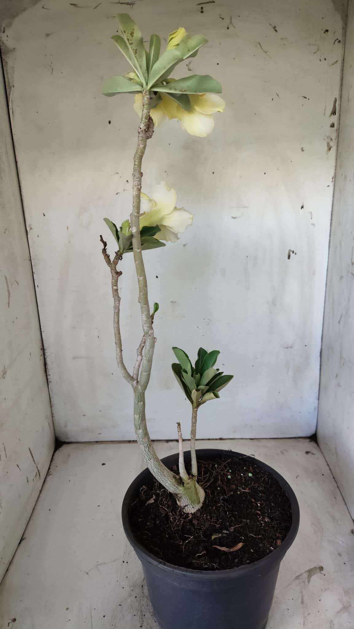 Planta Dobrada 2971 – 45cm – 03 anos