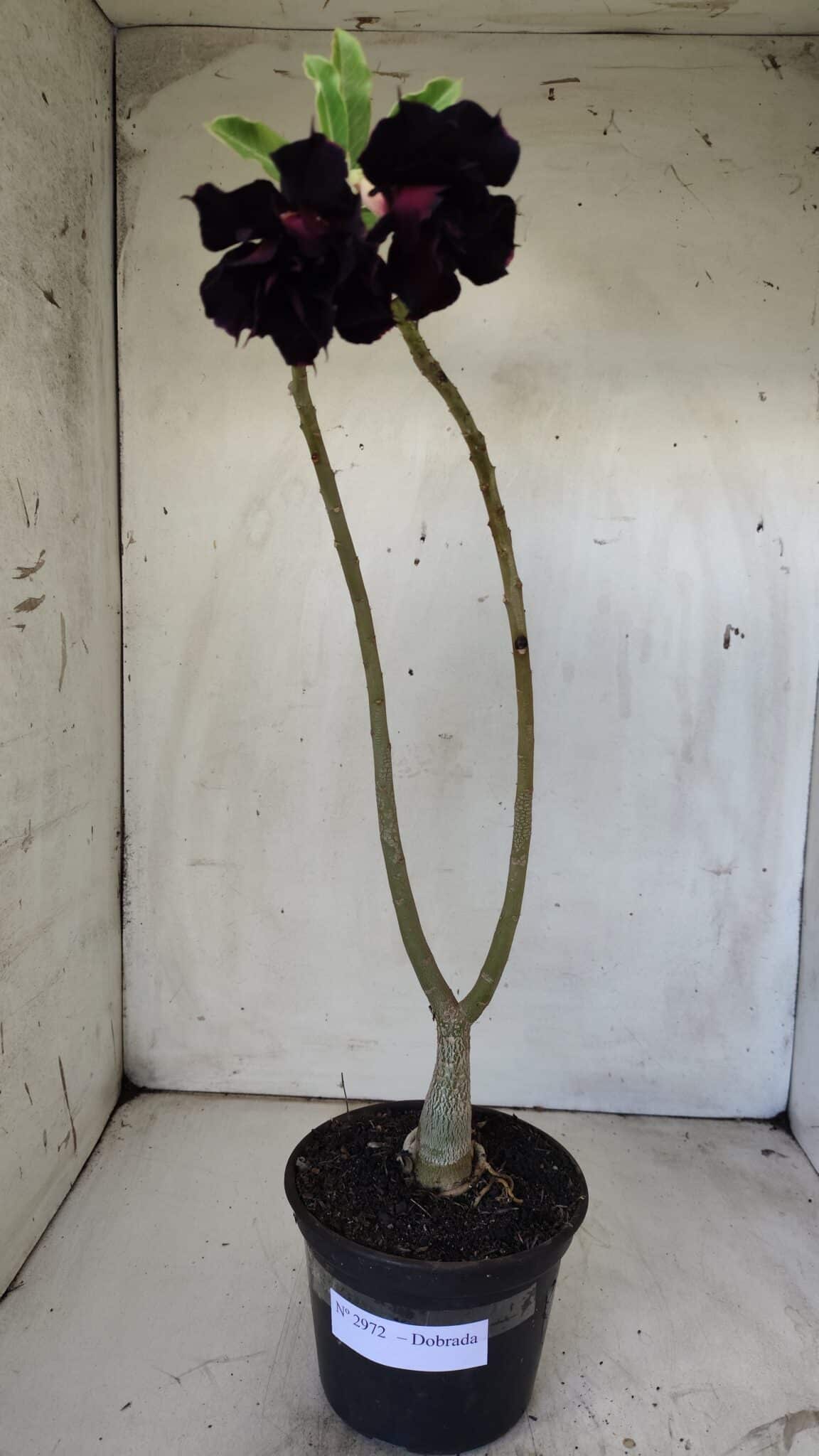 Planta Dobrada 2972 – 30cm – 02 anos