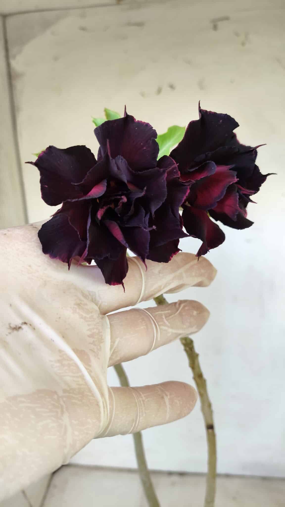 Planta Dobrada 2972 – 30cm – 02 anos
