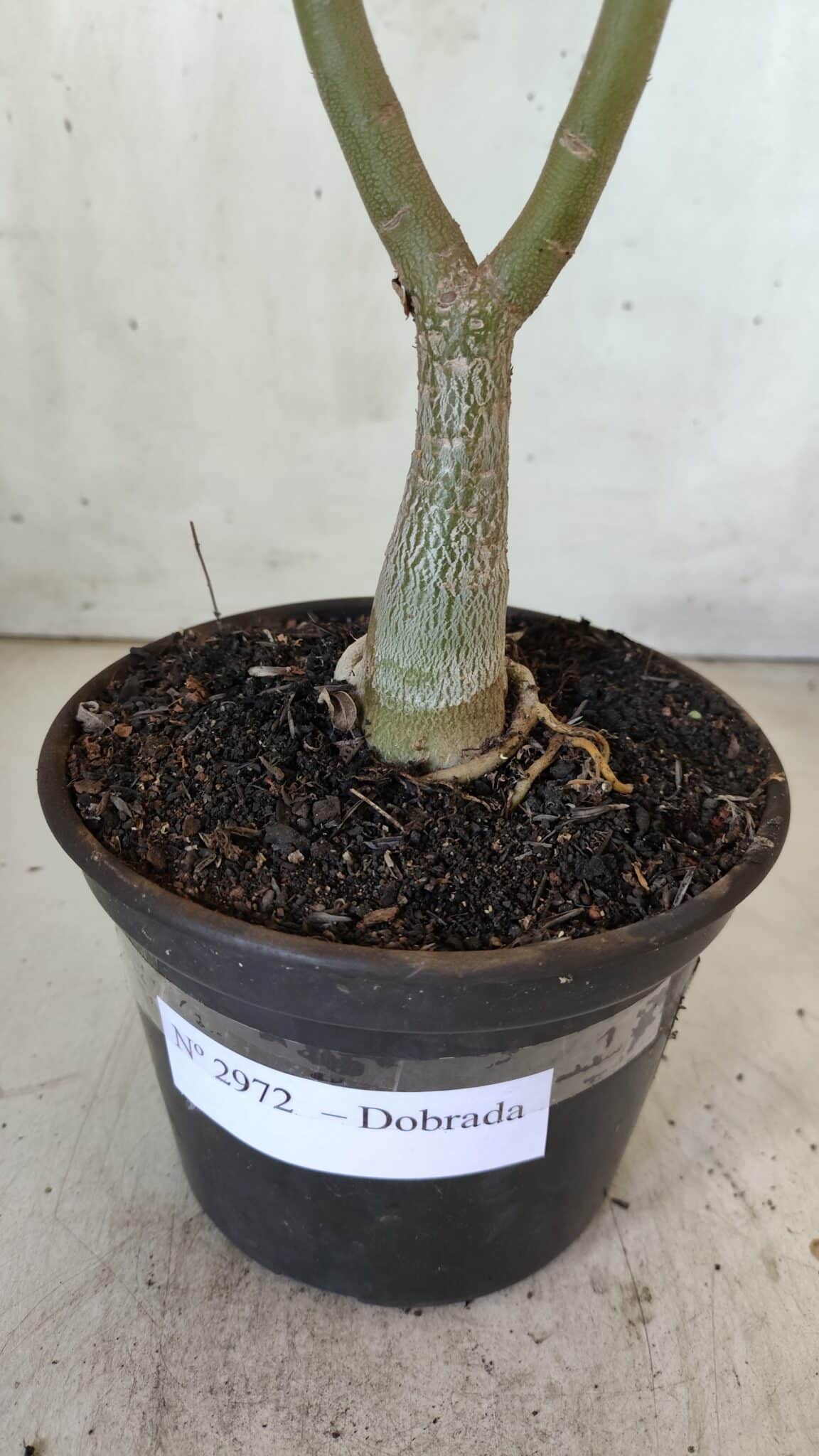 Planta Dobrada 2972 – 30cm – 02 anos
