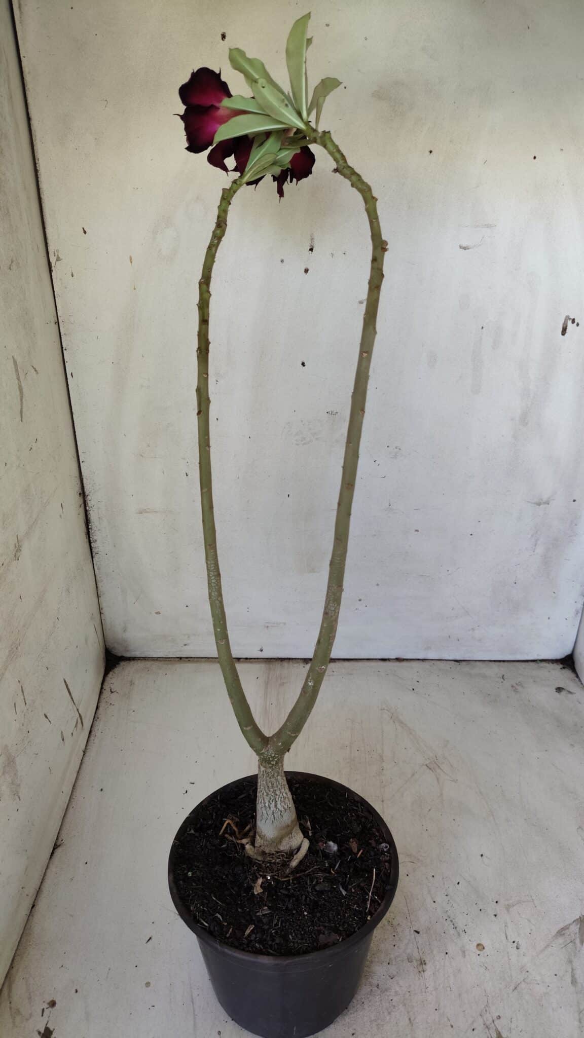 Planta Dobrada 2972 – 30cm – 02 anos