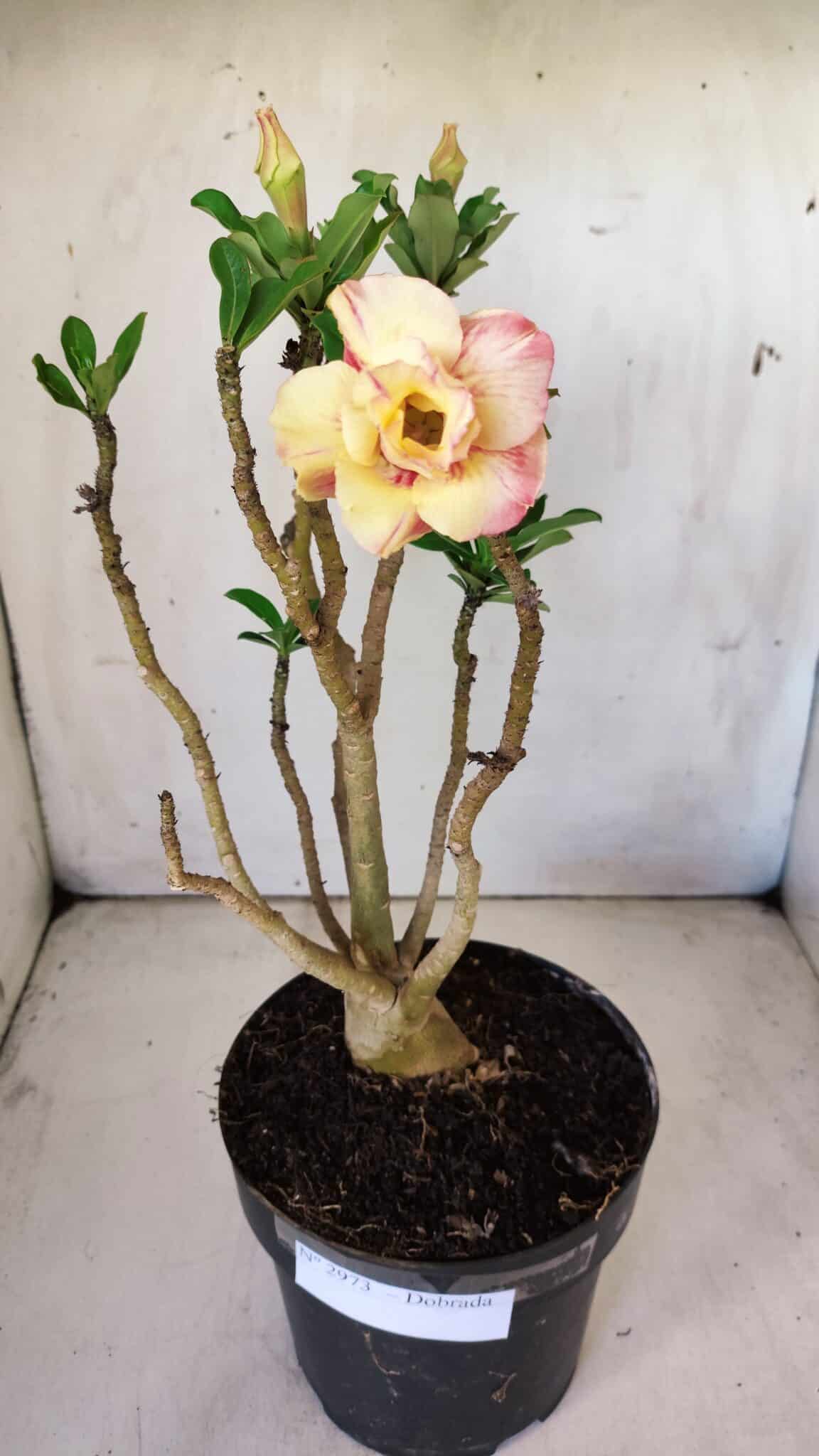 Planta Dobrada 2973 – 40cm – 03 anos