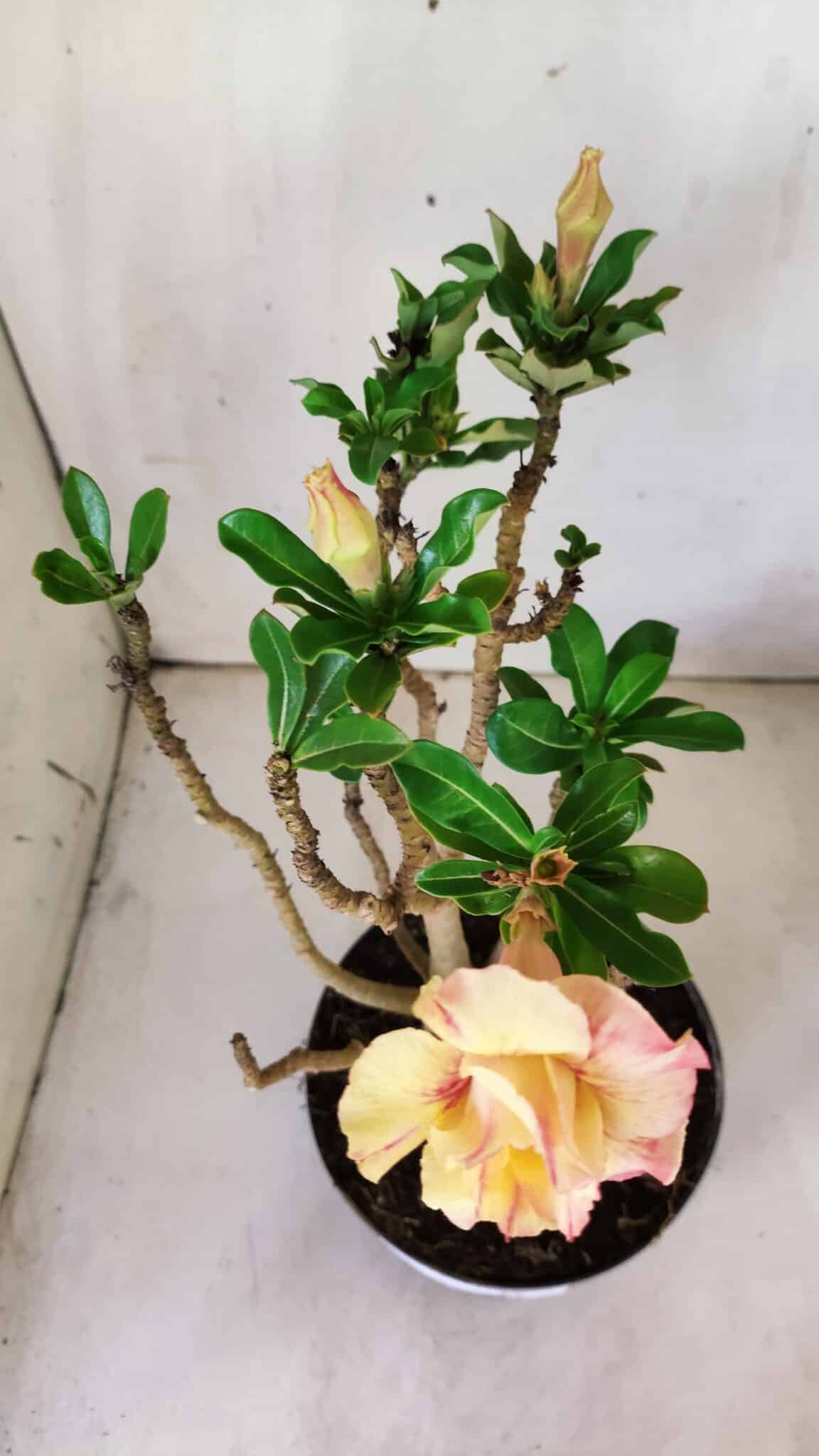 Planta Dobrada 2973 – 40cm – 03 anos