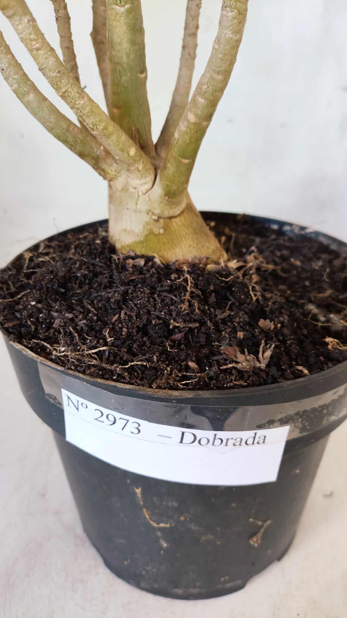 Planta Dobrada 2973 – 40cm – 03 anos