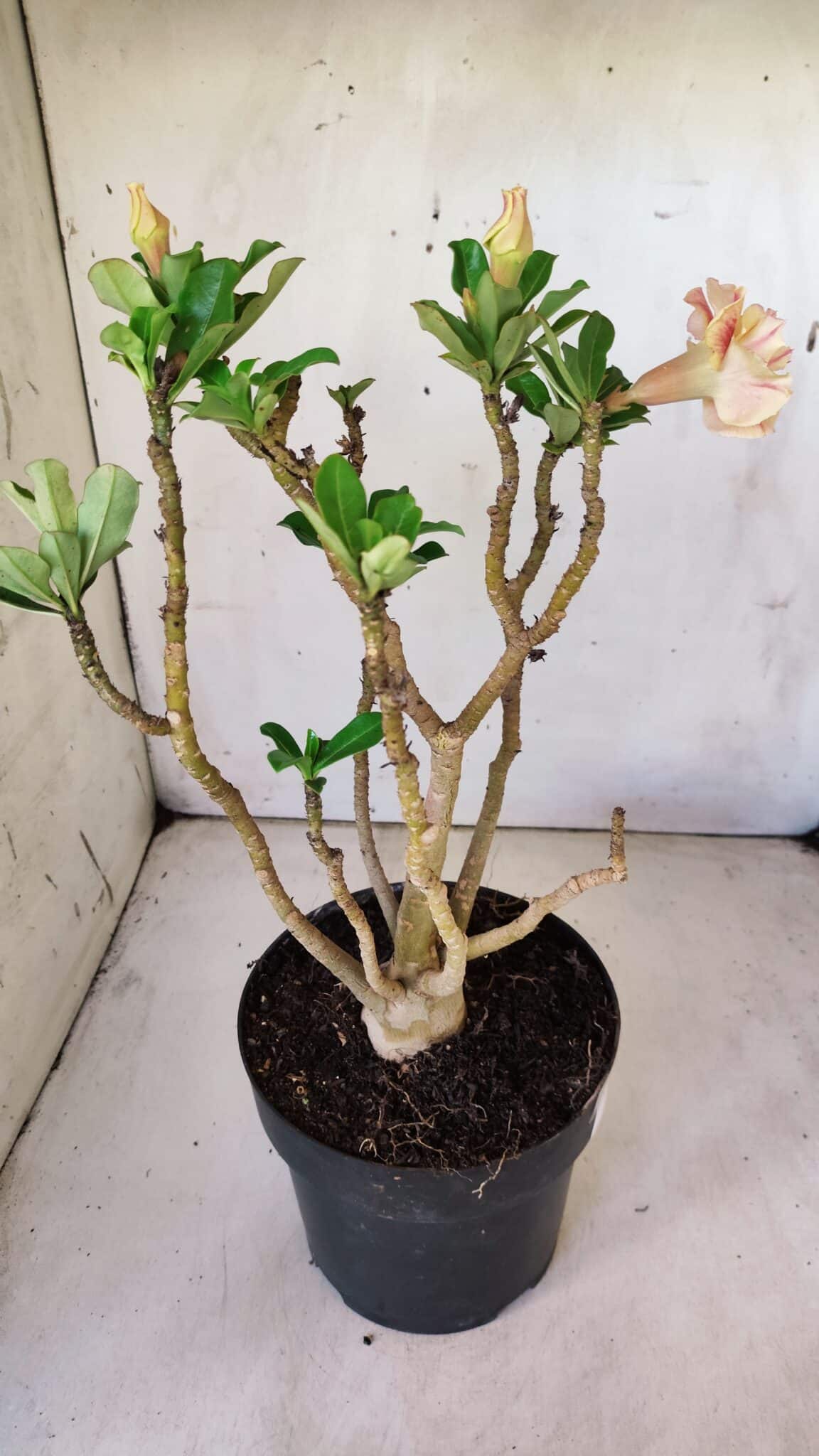 Planta Dobrada 2973 – 40cm – 03 anos