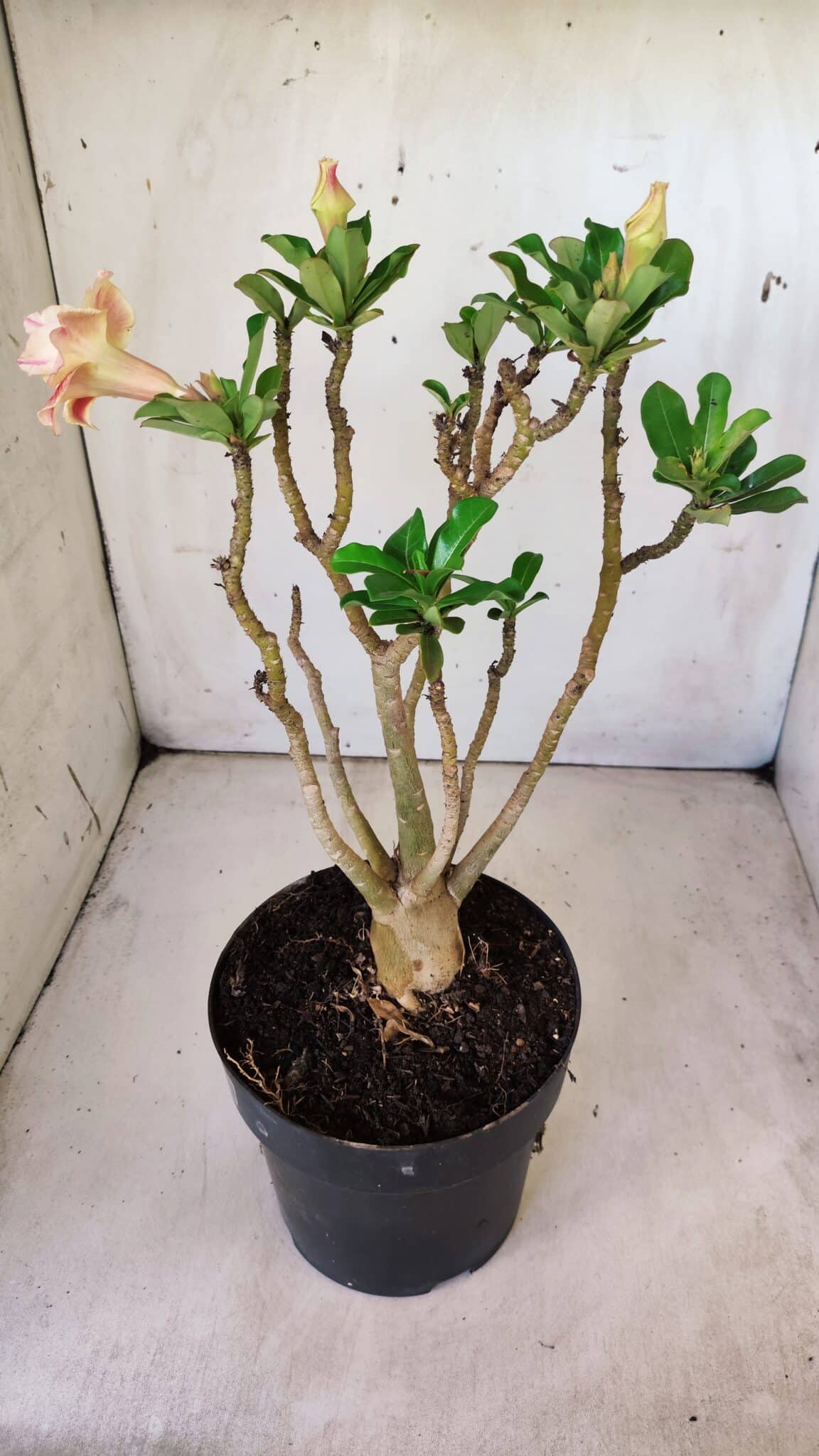 Planta Dobrada 2973 – 40cm – 03 anos