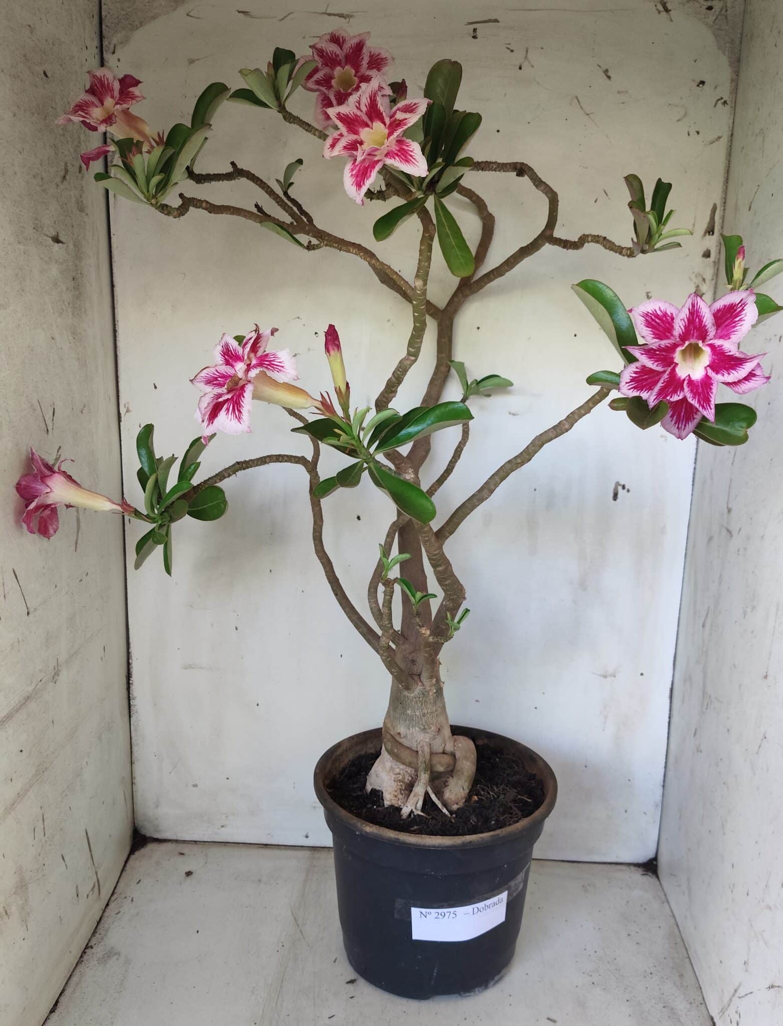 Planta Dobrada 2975 – 60cm – 05 anos
