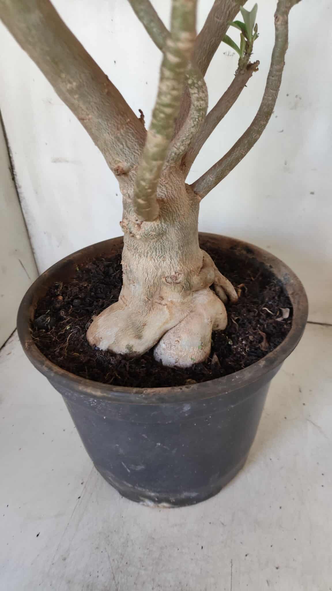 Planta Dobrada 2975 – 60cm – 05 anos
