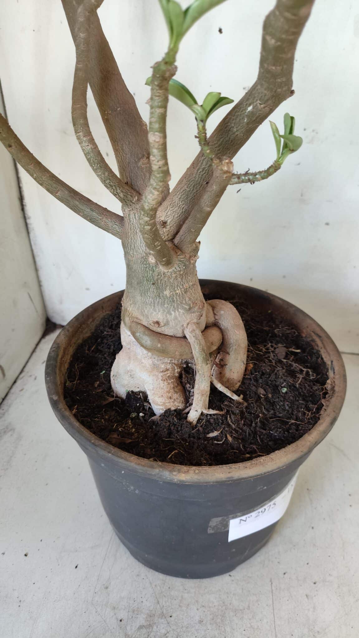 Planta Dobrada 2975 – 60cm – 05 anos
