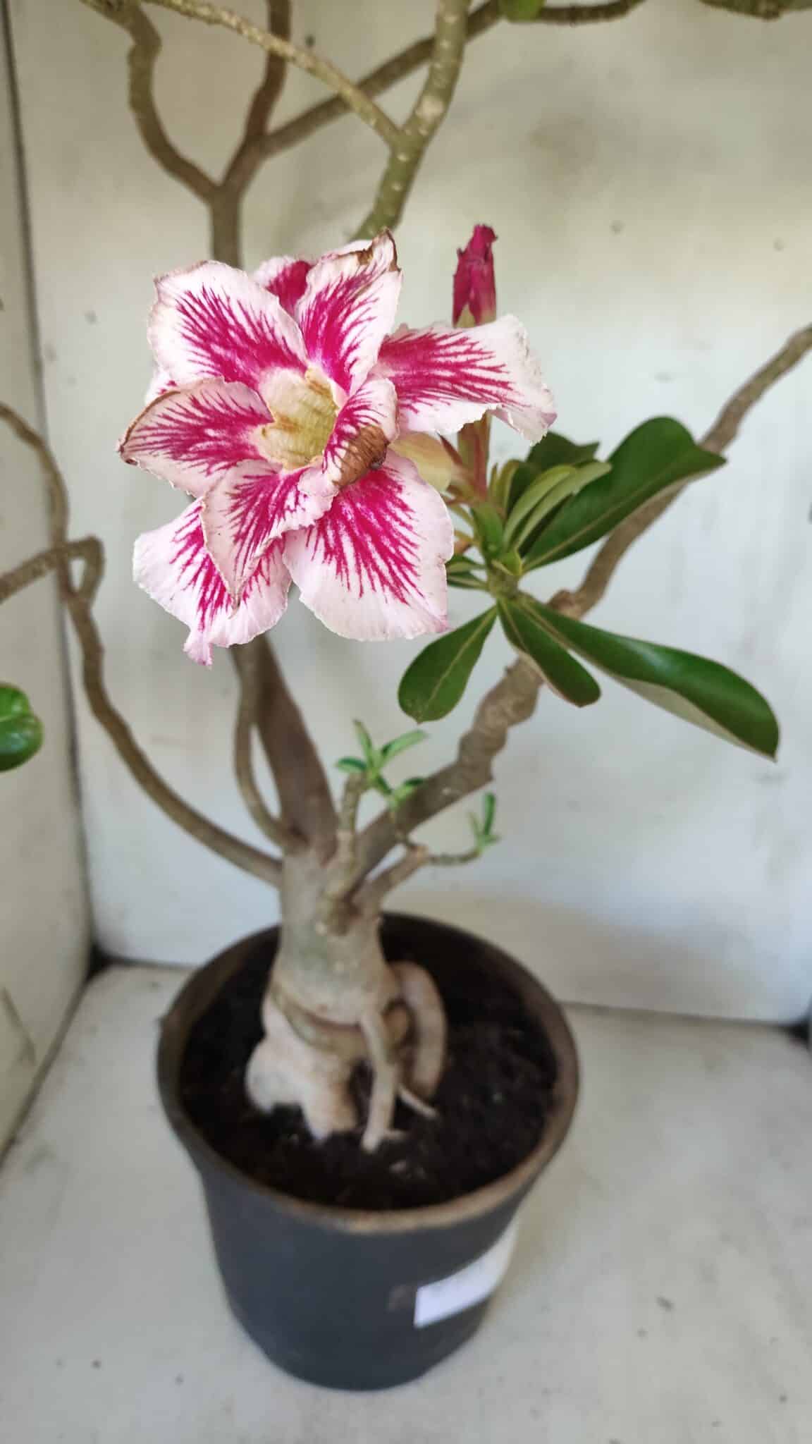 Planta Dobrada 2975 – 60cm – 05 anos