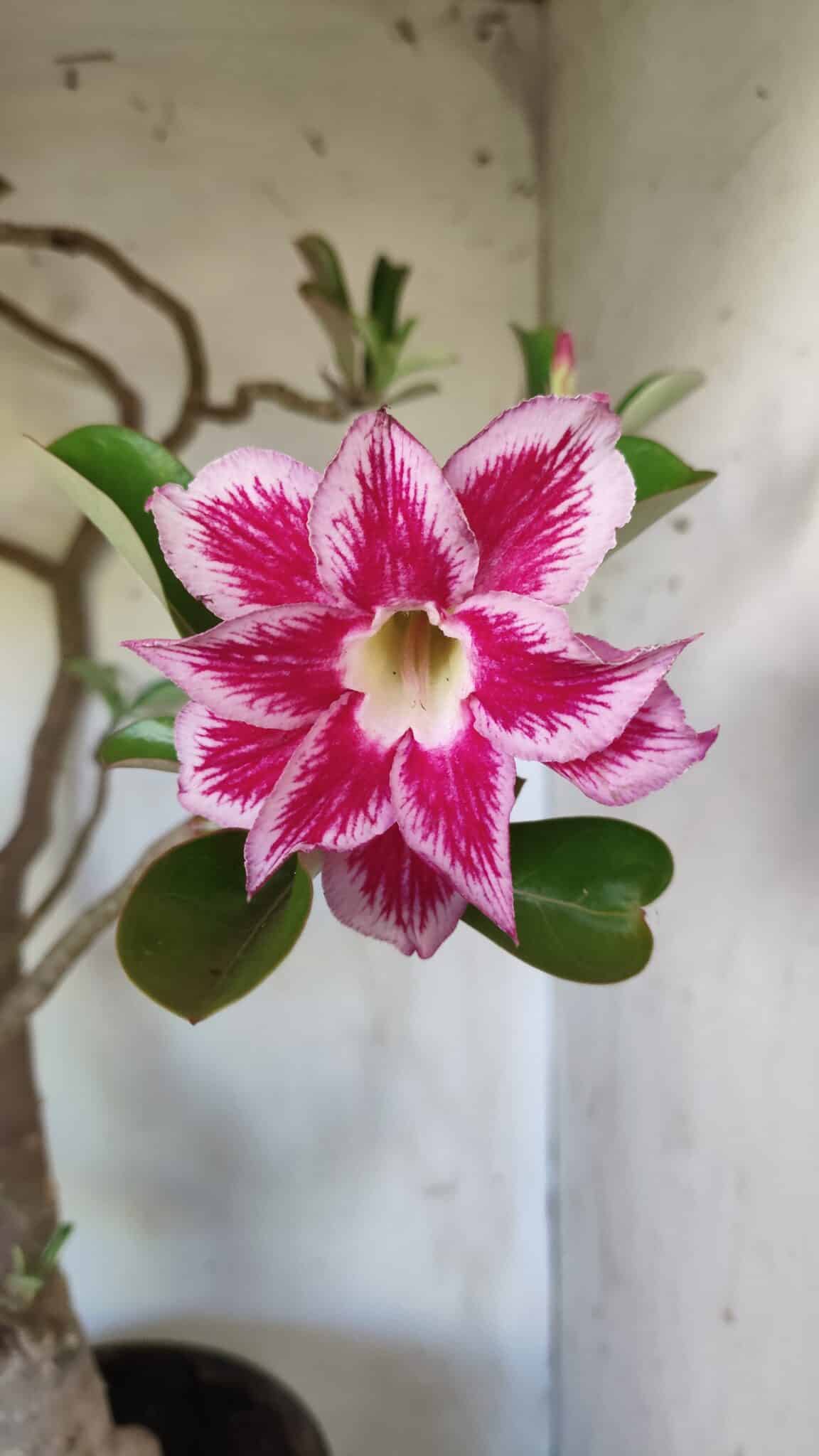 Planta Dobrada 2975 – 60cm – 05 anos