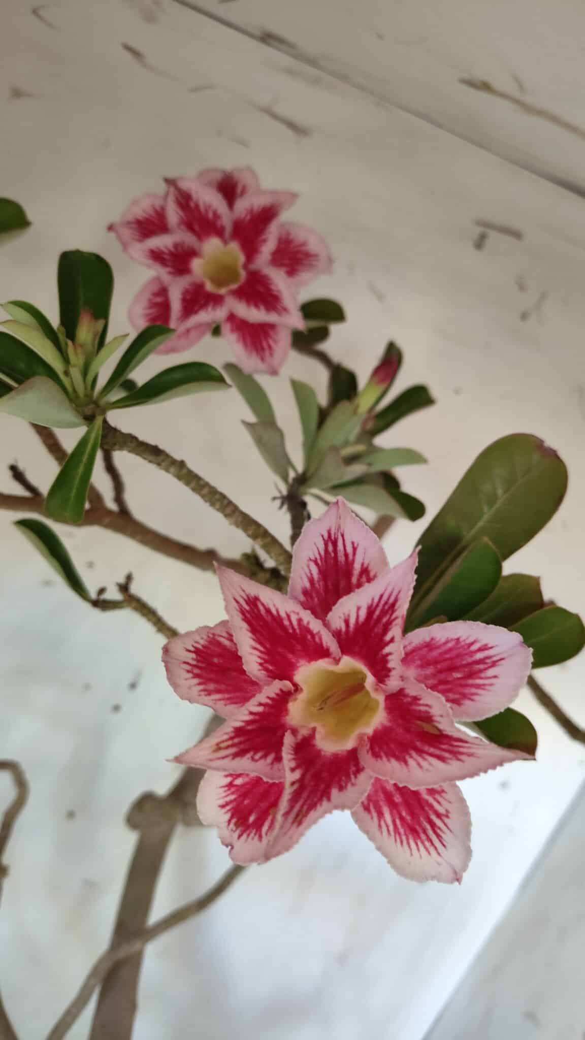 Planta Dobrada 2975 – 60cm – 05 anos