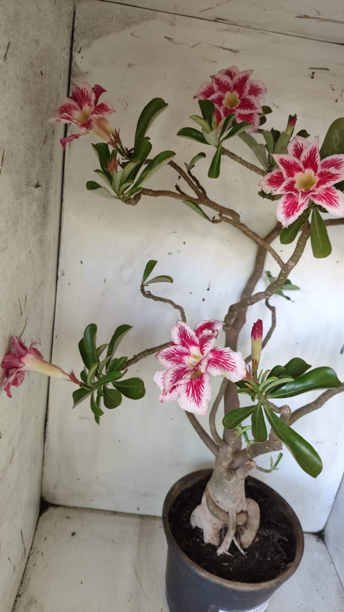 Planta Dobrada 2975 – 60cm – 05 anos