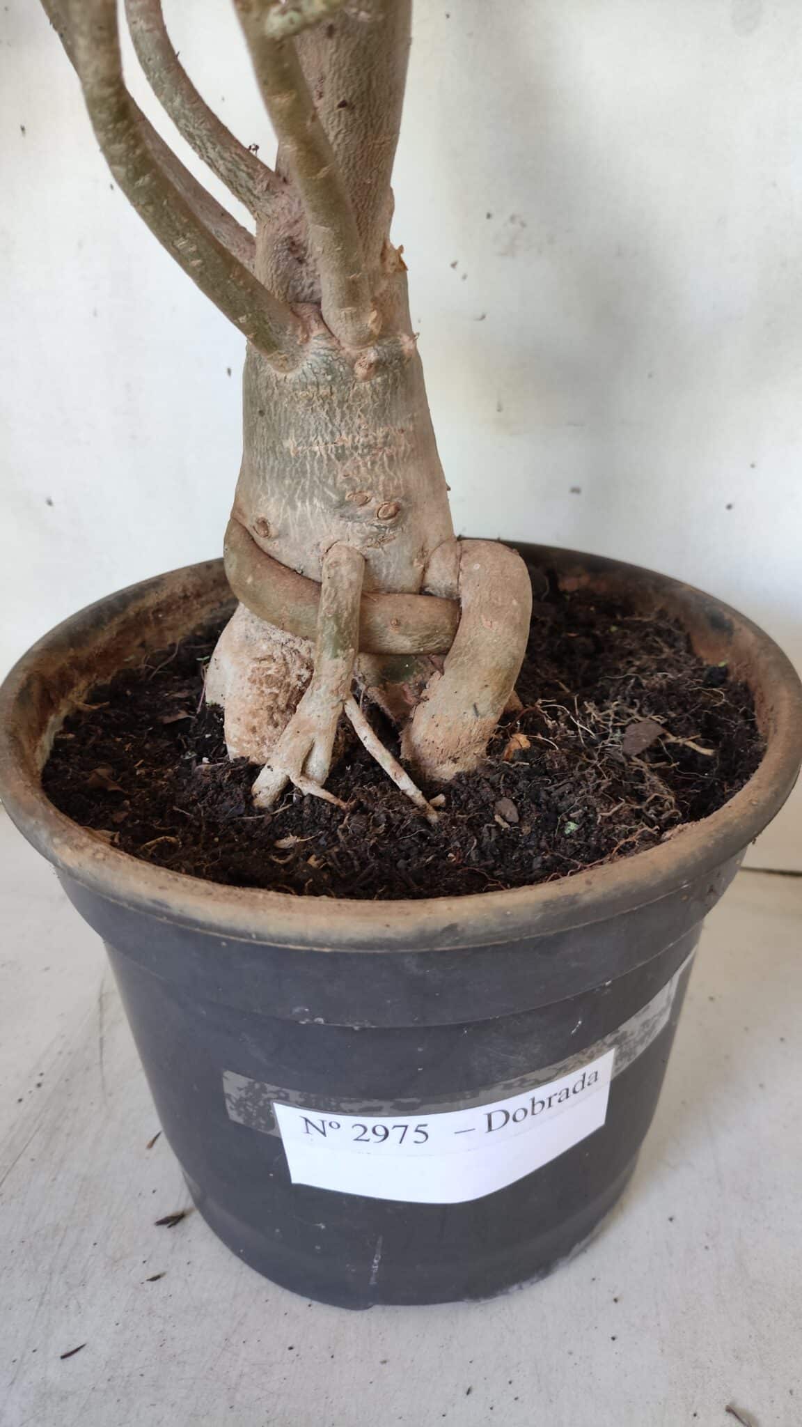 Planta Dobrada 2975 – 60cm – 05 anos