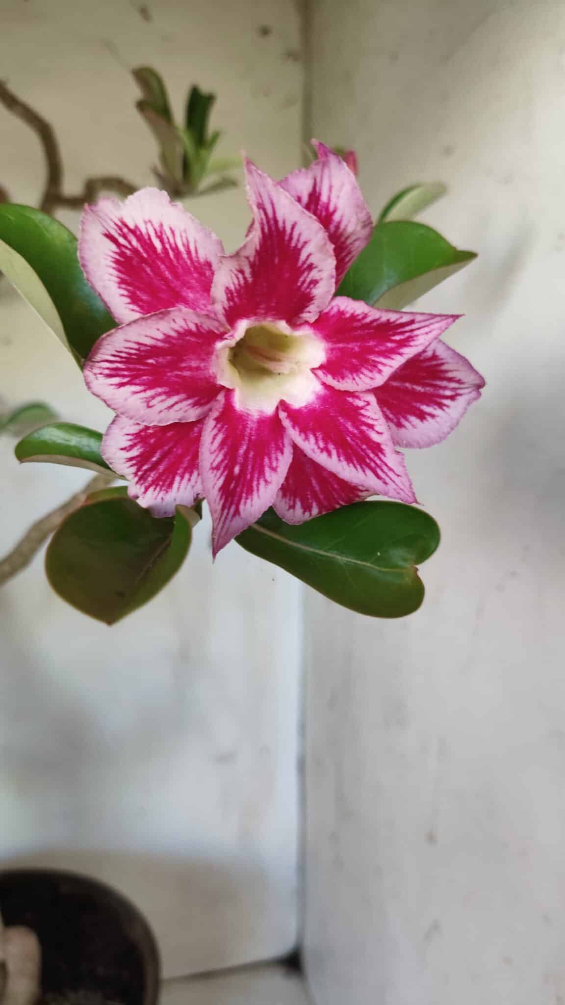 Planta Dobrada 2975 – 60cm – 05 anos