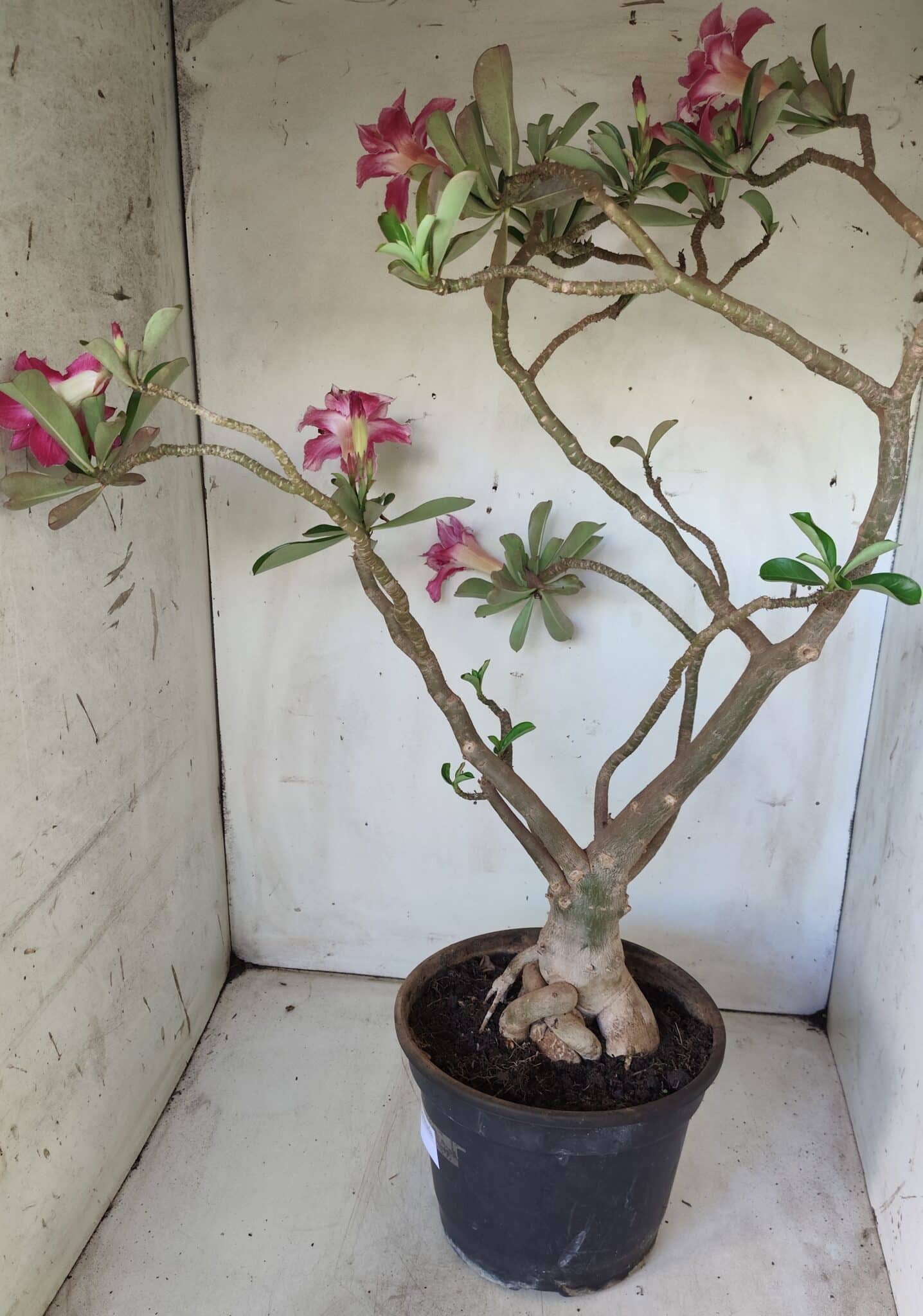 Planta Dobrada 2975 – 60cm – 05 anos