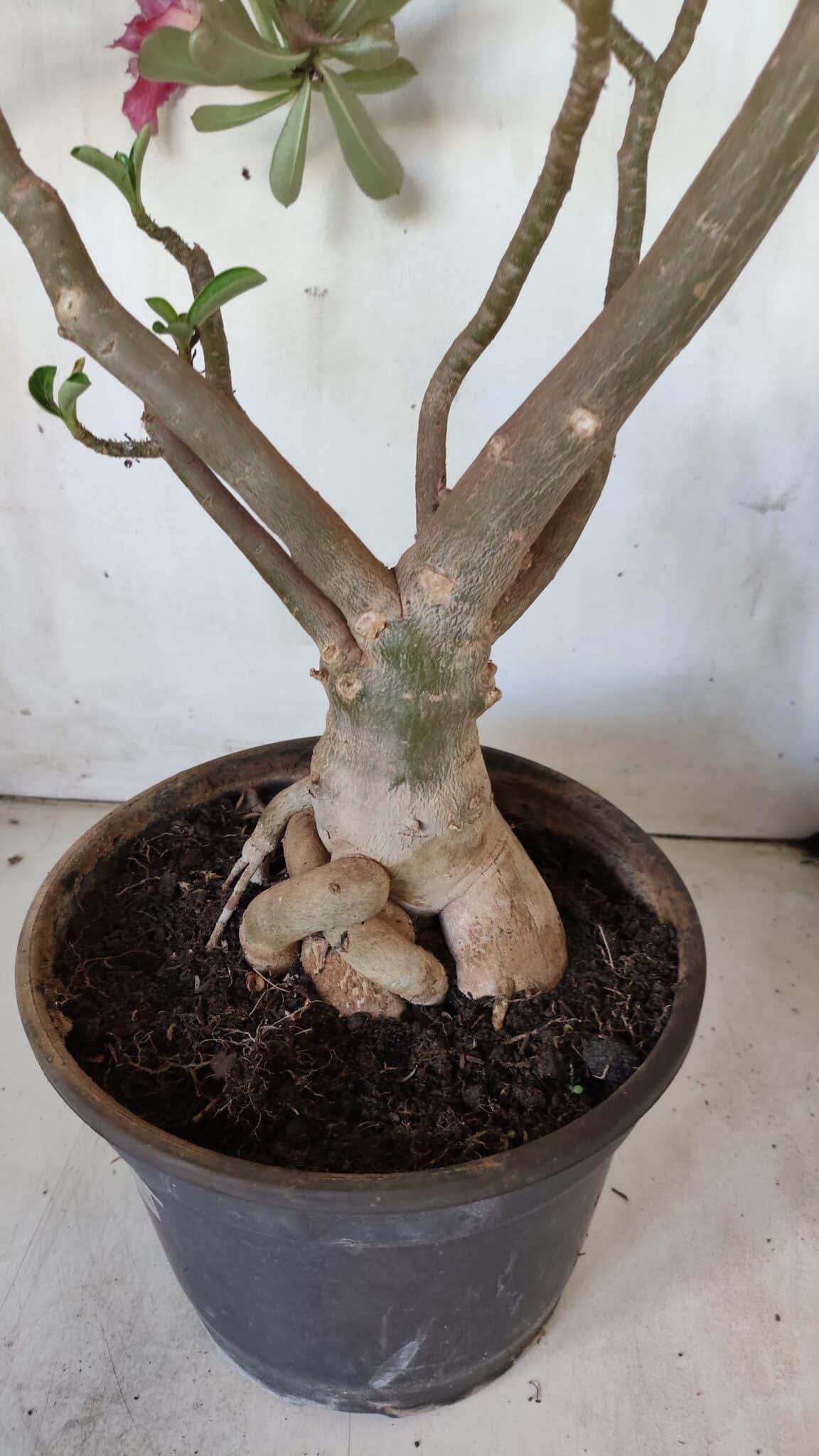 Planta Dobrada 2975 – 60cm – 05 anos