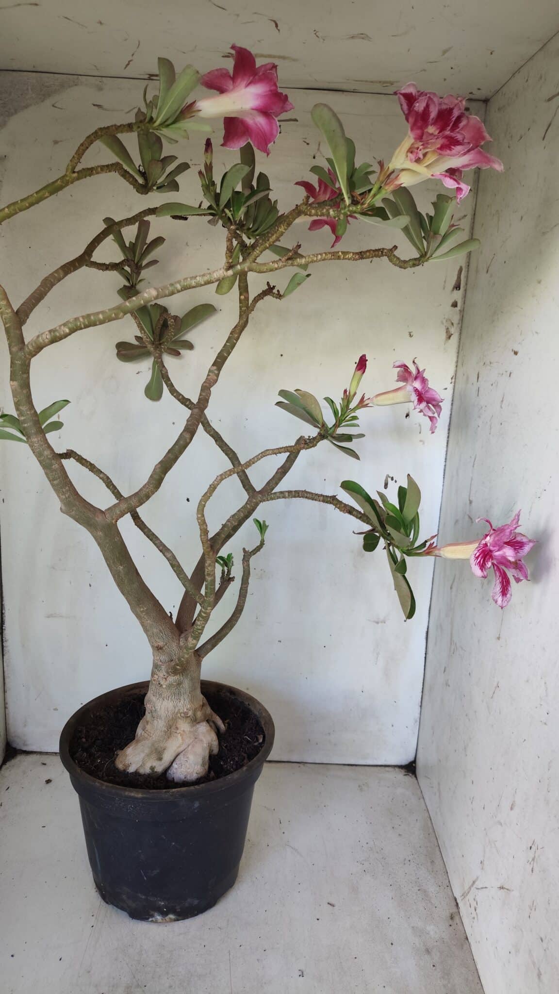 Planta Dobrada 2975 – 60cm – 05 anos