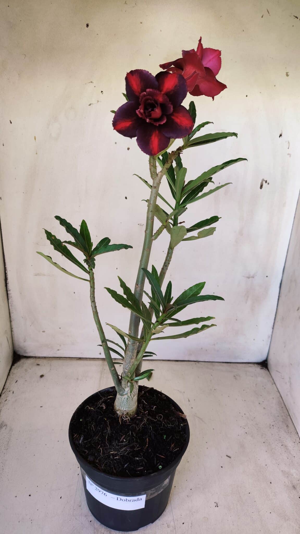 Planta Dobrada 2976 – 30cm – 02 anos