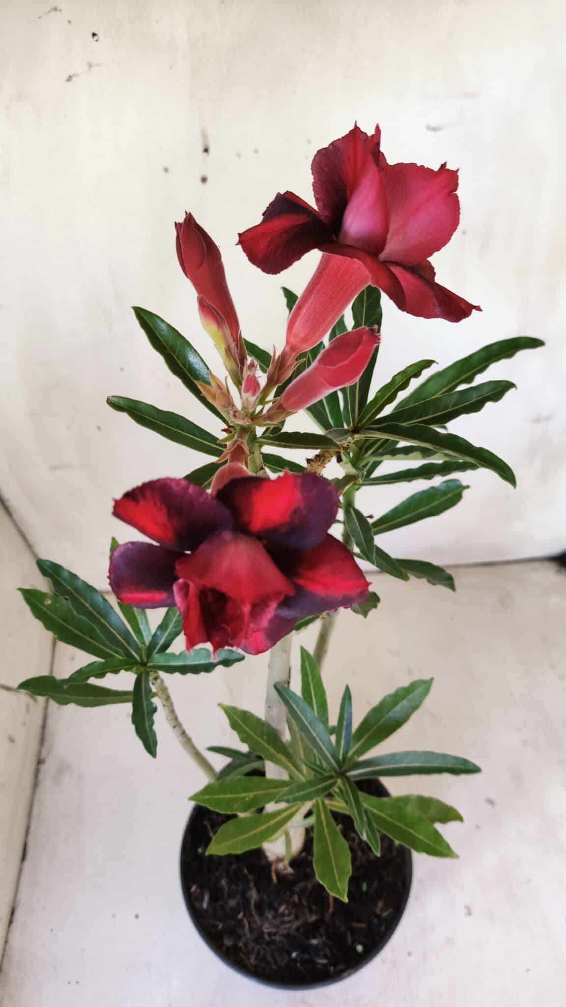 Planta Dobrada 2976 – 30cm – 02 anos