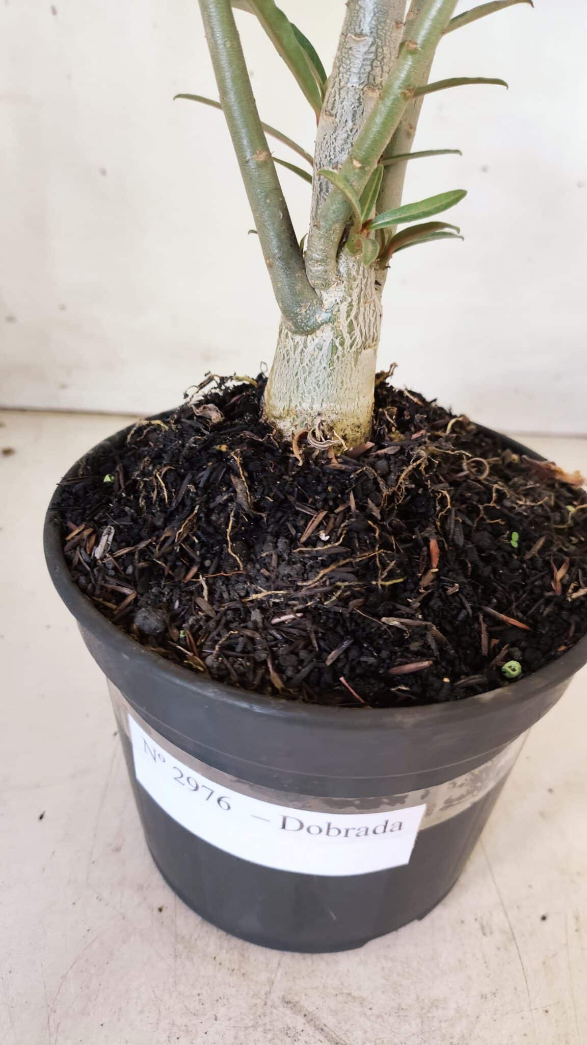 Planta Dobrada 2976 – 30cm – 02 anos
