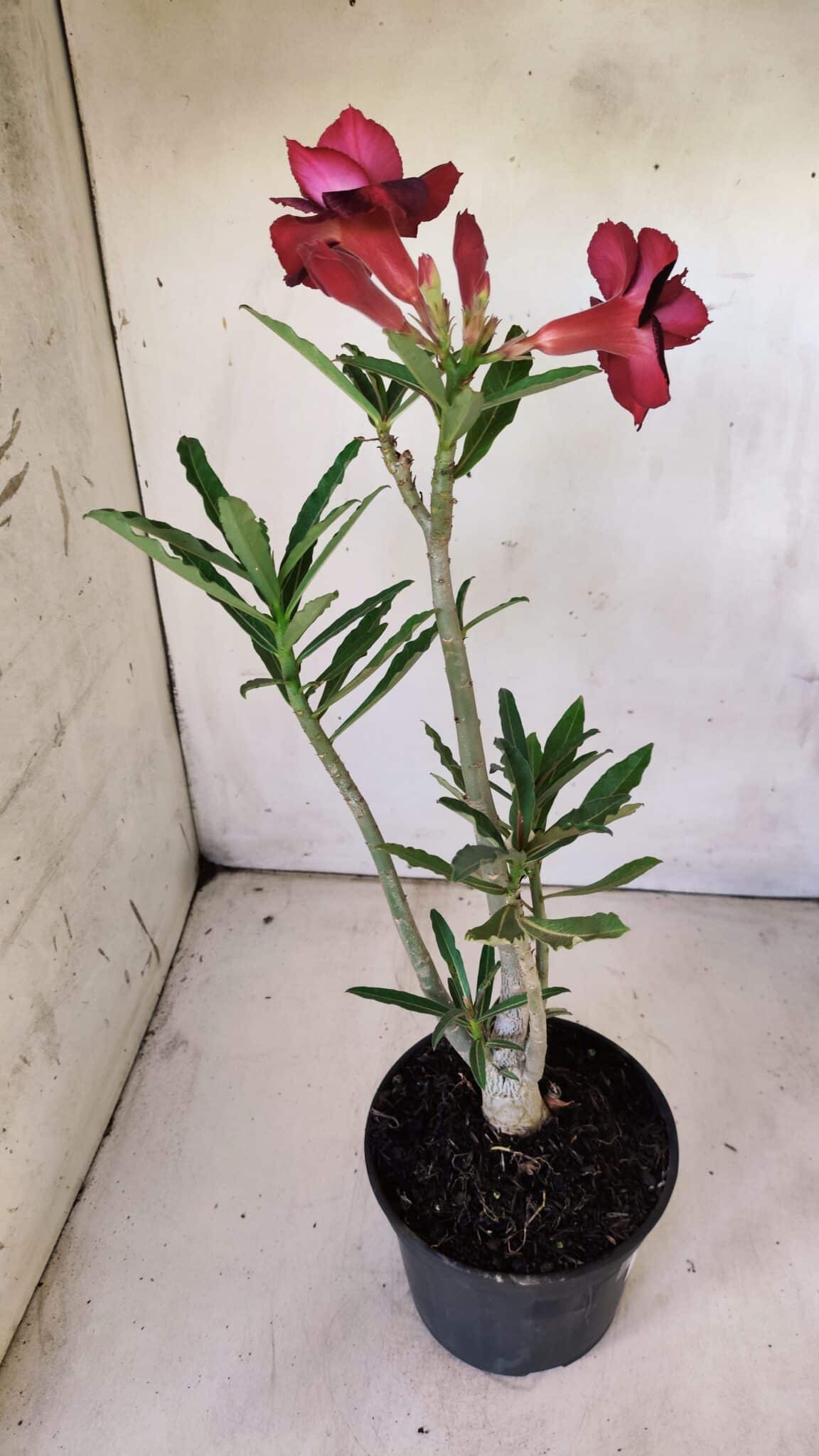 Planta Dobrada 2976 – 30cm – 02 anos