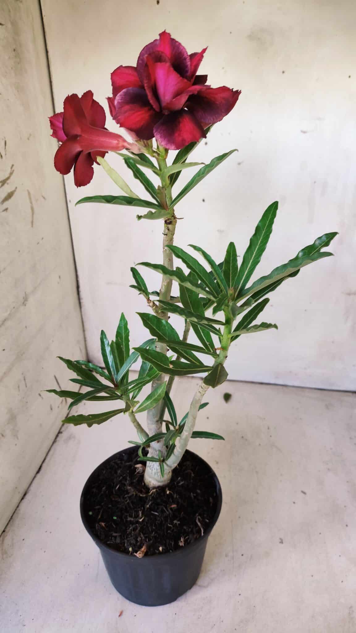 Planta Dobrada 2976 – 30cm – 02 anos