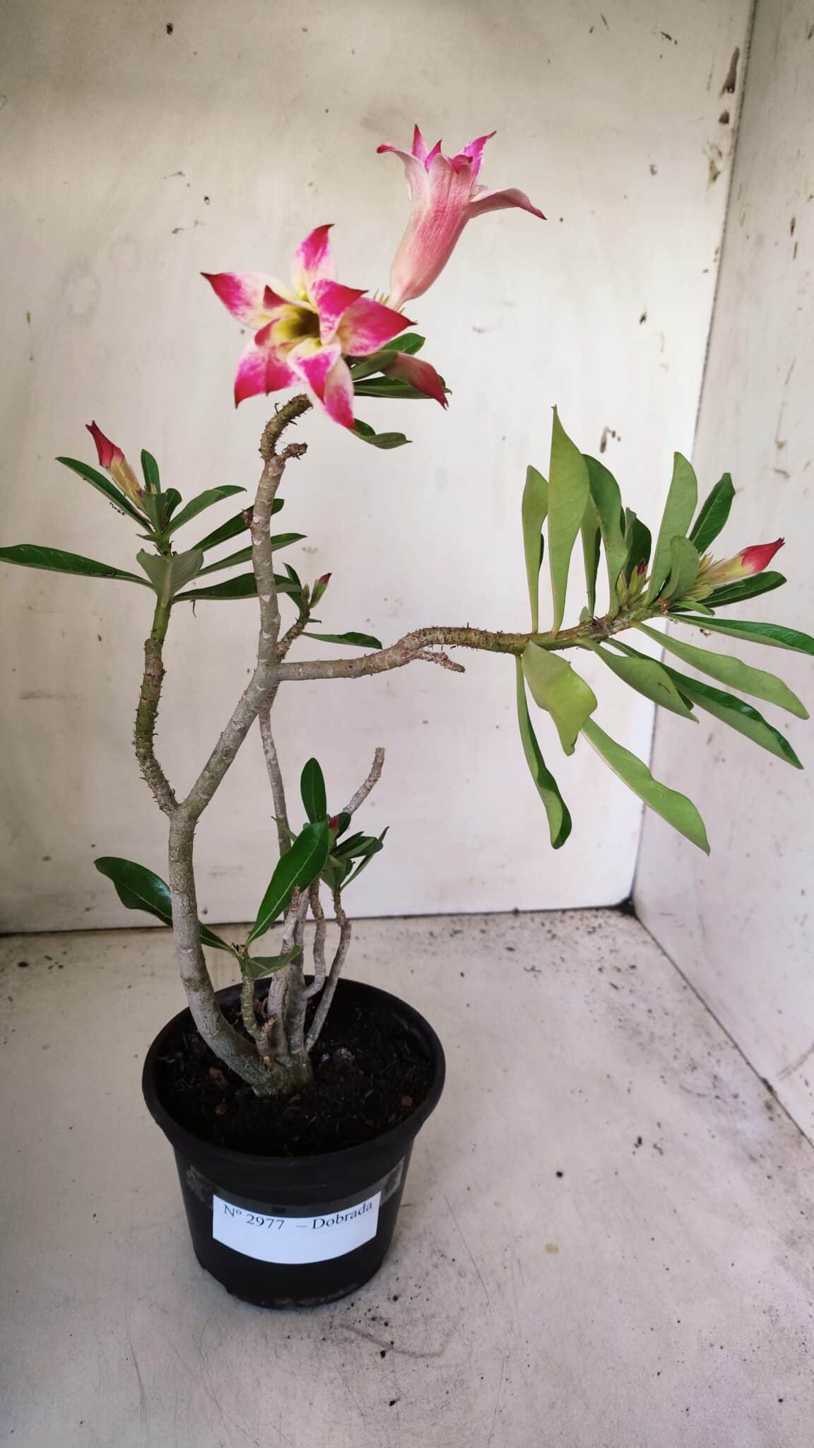 Planta Dobrada 2977 – 30cm – 02 anos