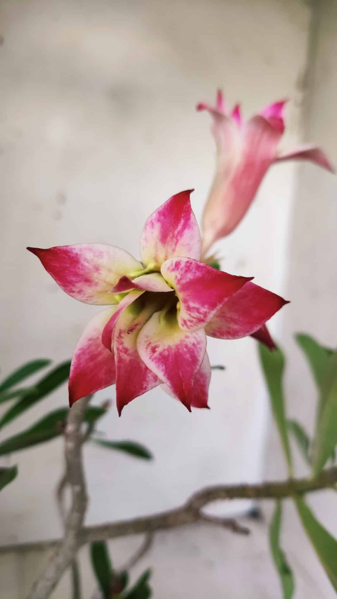 Planta Dobrada 2977 – 30cm – 02 anos