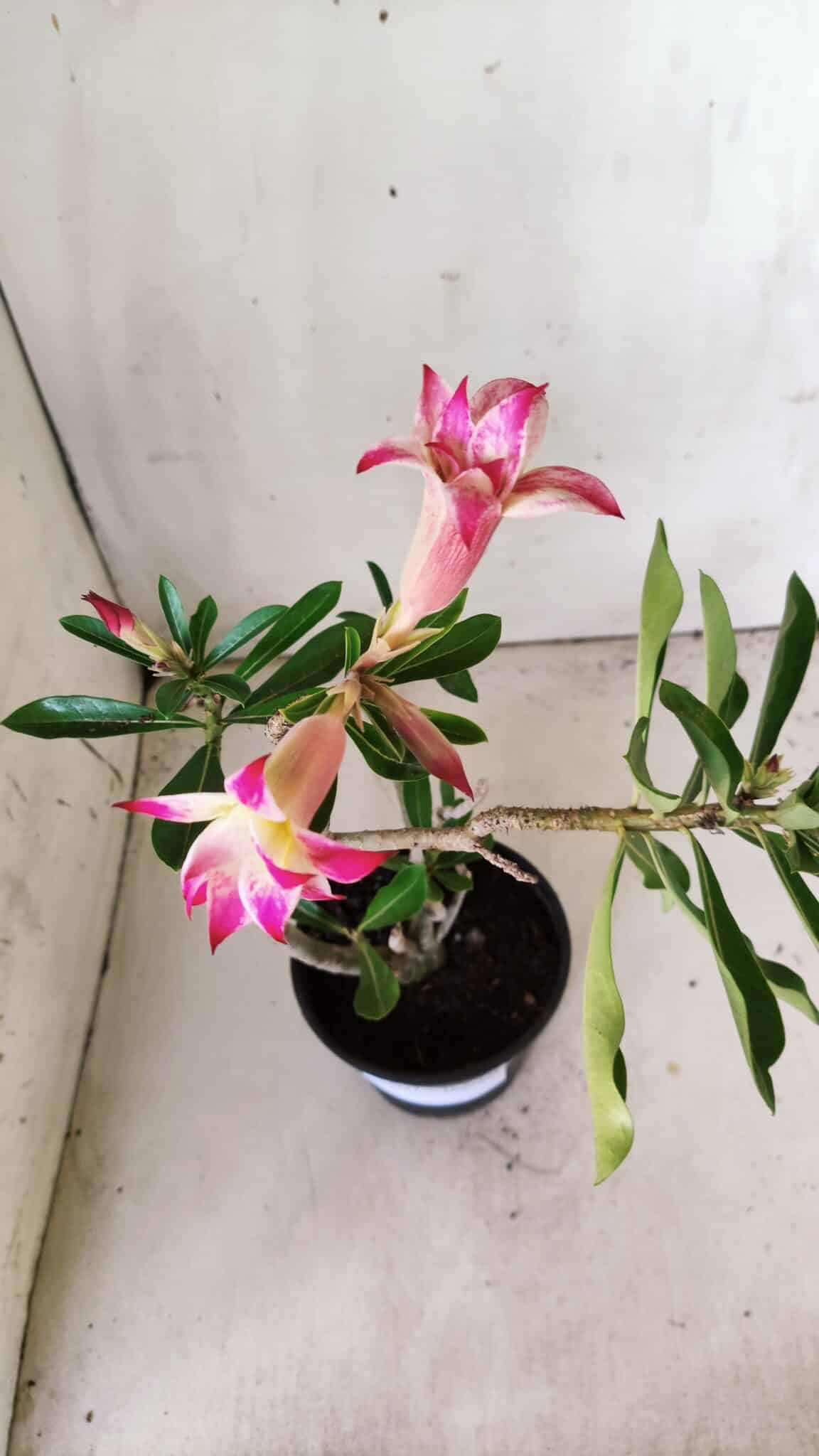 Planta Dobrada 2977 – 30cm – 02 anos