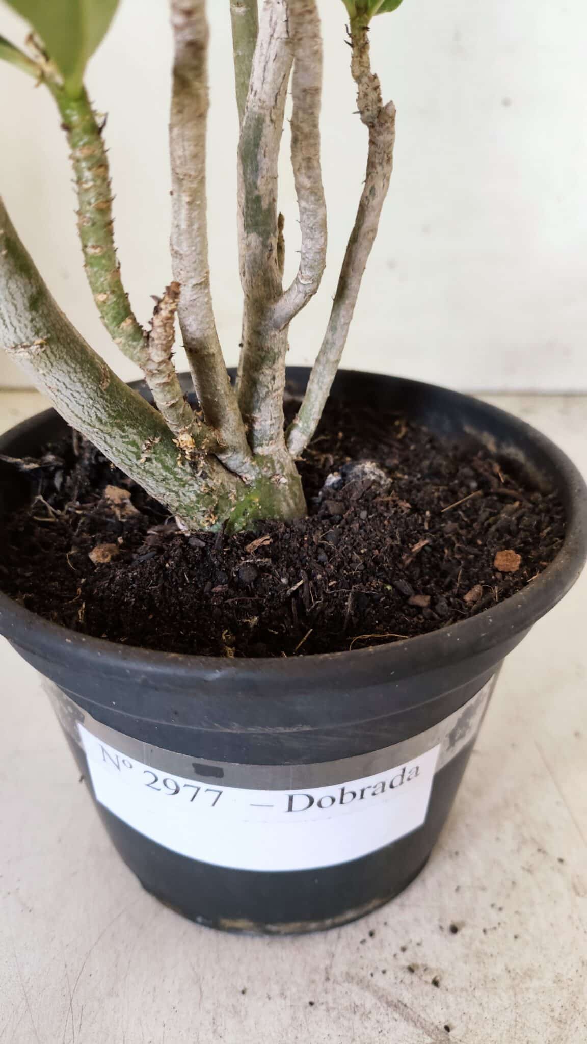 Planta Dobrada 2977 – 30cm – 02 anos