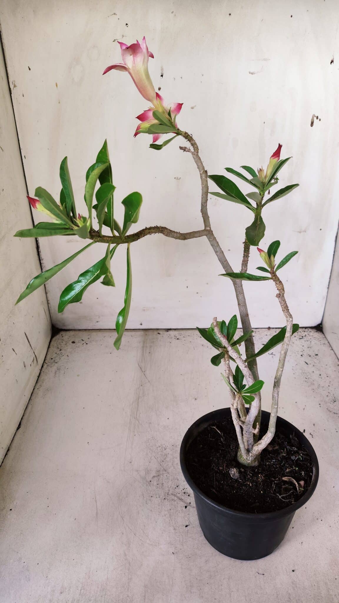 Planta Dobrada 2977 – 30cm – 02 anos