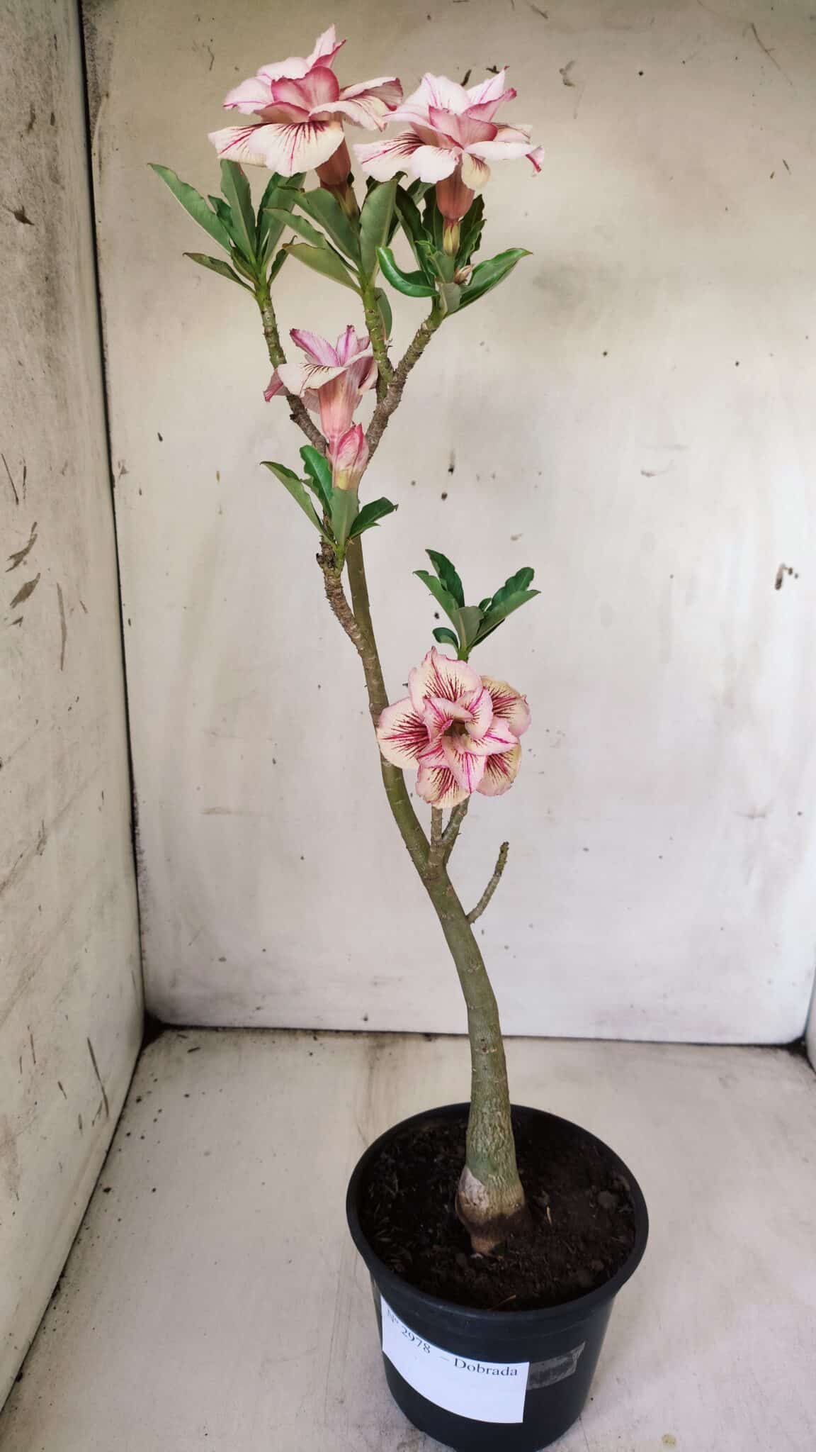 Planta Dobrada 2978 – 35cm – 03 anos