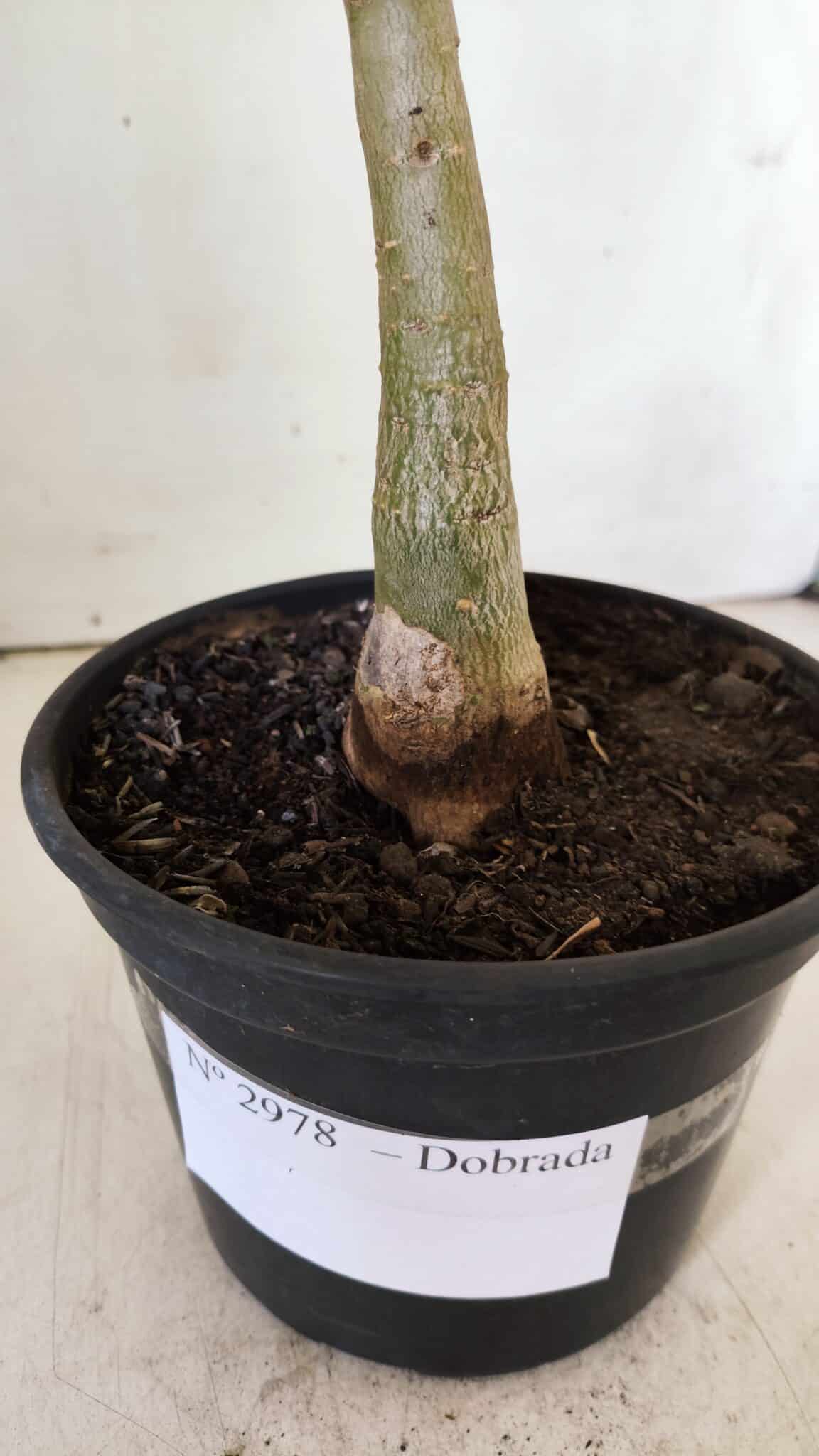 Planta Dobrada 2978 – 35cm – 03 anos