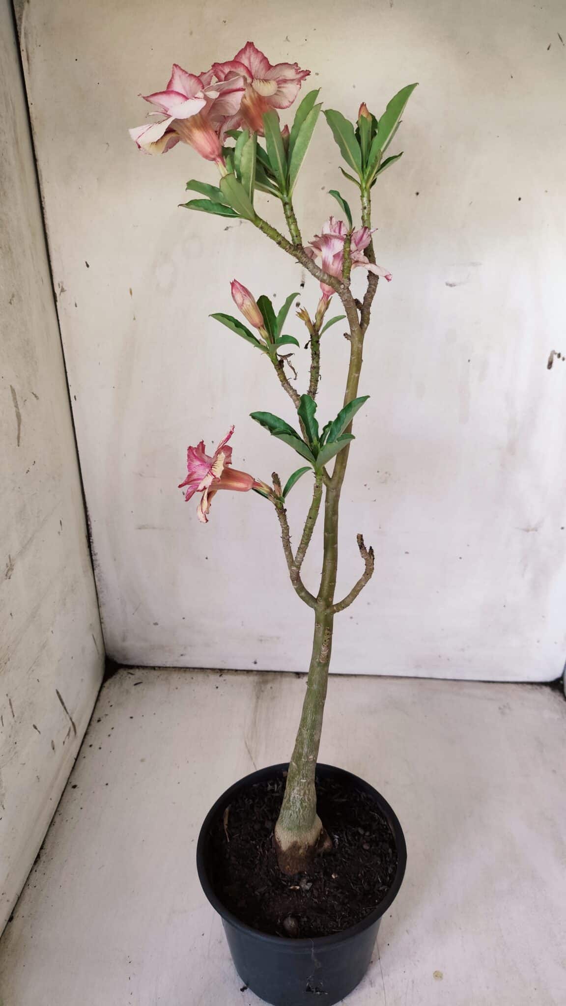 Planta Dobrada 2978 – 35cm – 03 anos