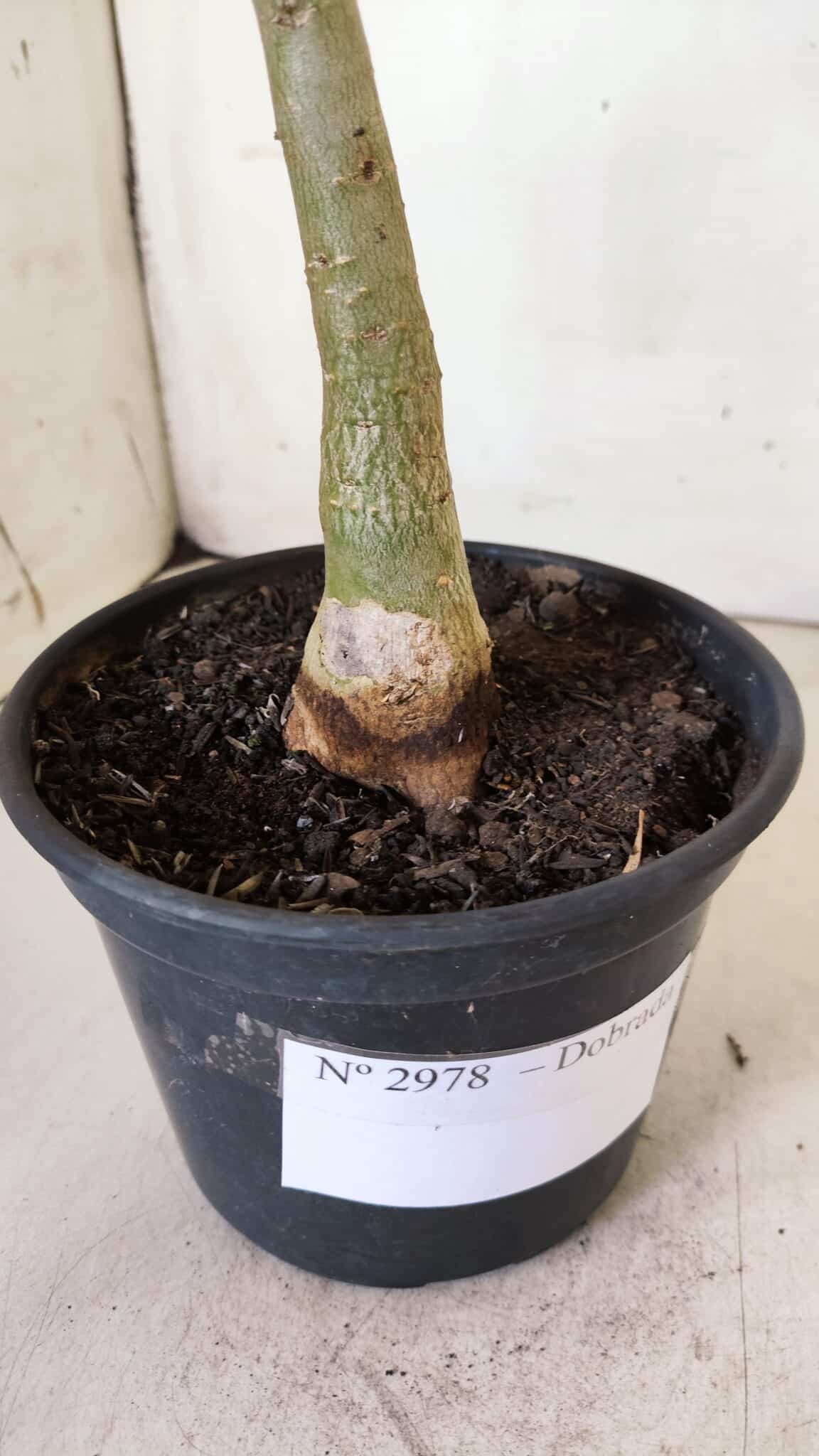 Planta Dobrada 2978 – 35cm – 03 anos