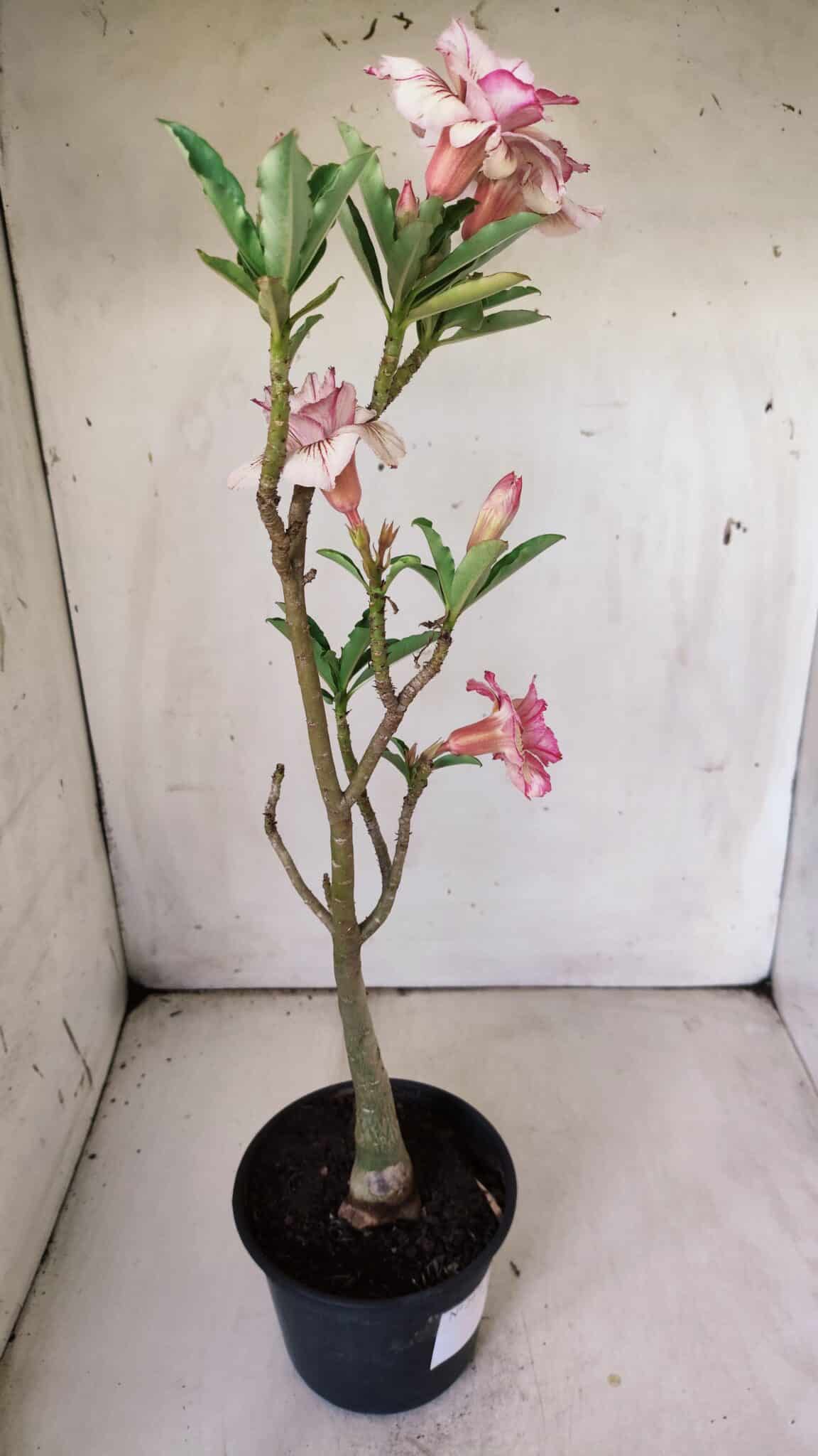 Planta Dobrada 2978 – 35cm – 03 anos
