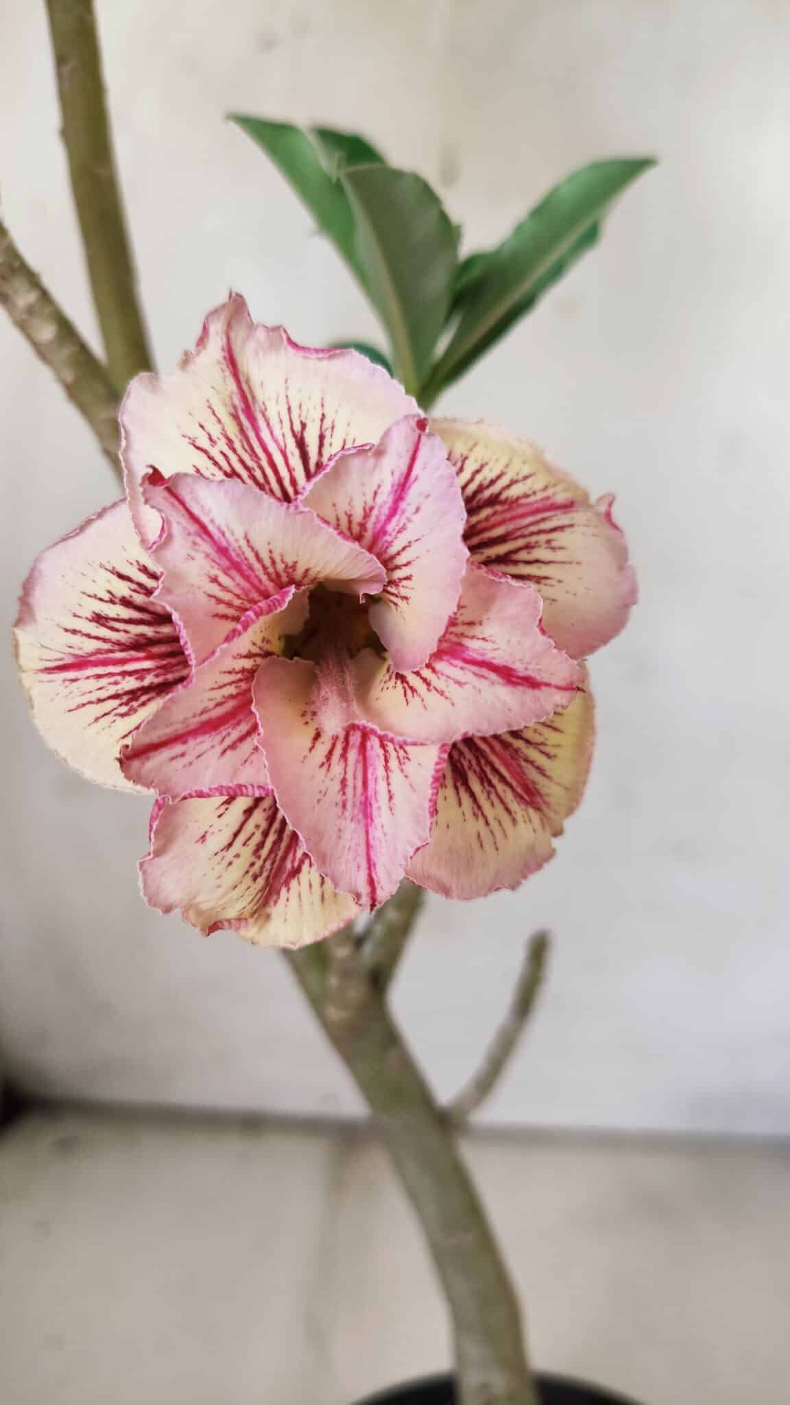 Planta Dobrada 2978 – 35cm – 03 anos