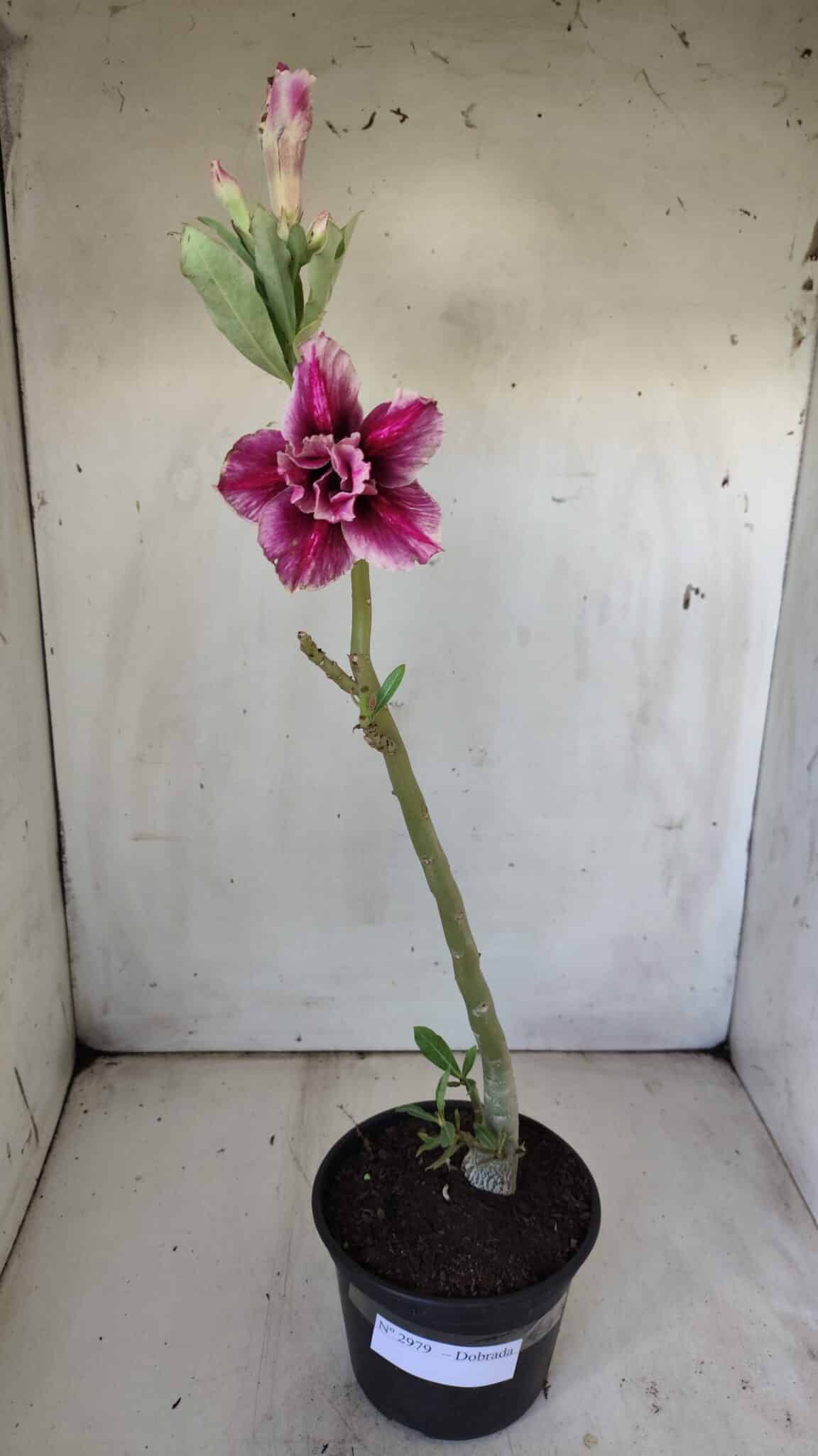 Planta Dobrada 2979 – 30cm – 02 anos