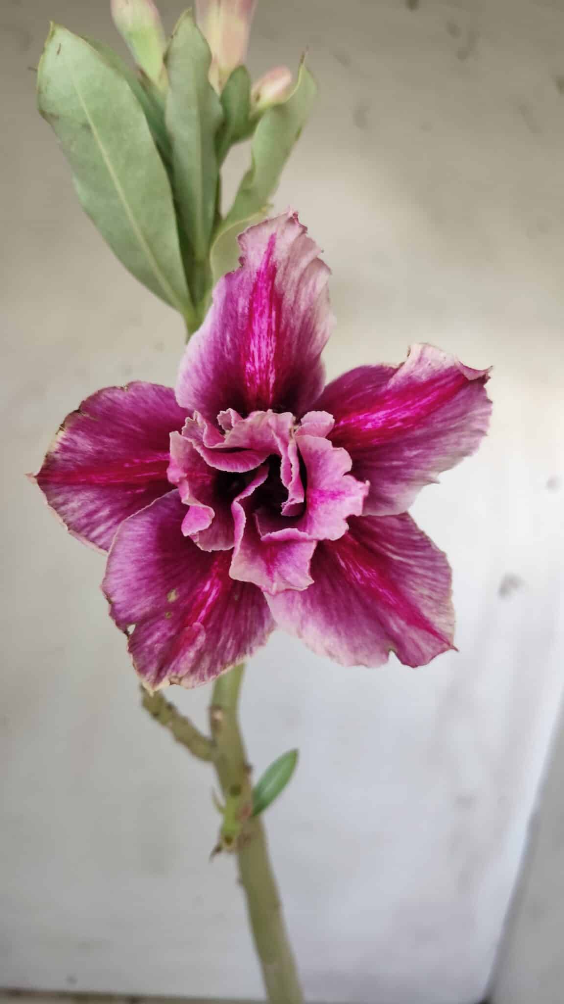 Planta Dobrada 2979 – 30cm – 02 anos