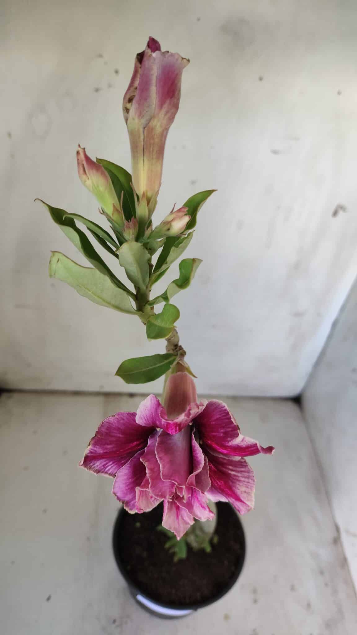 Planta Dobrada 2979 – 30cm – 02 anos