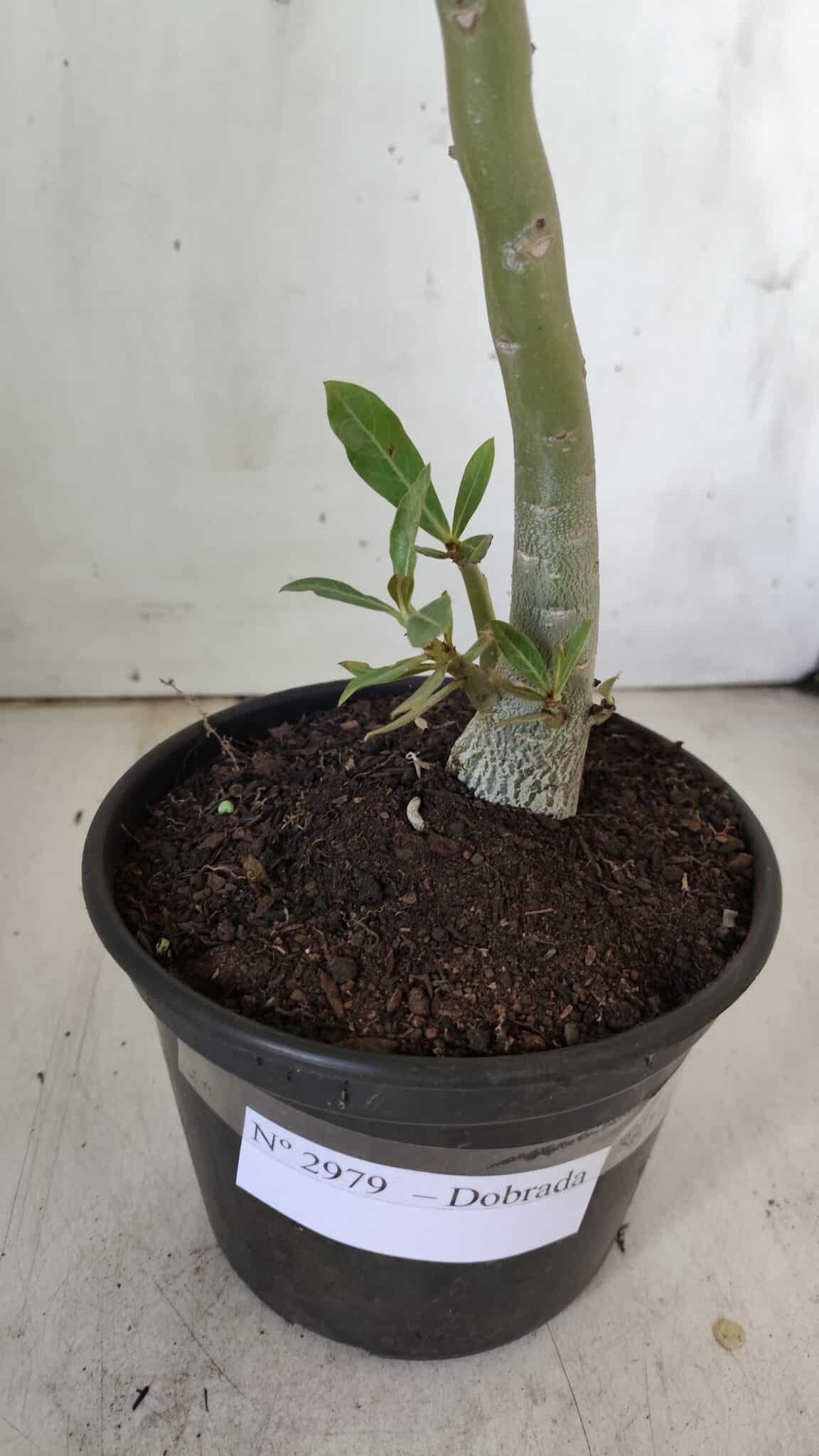 Planta Dobrada 2979 – 30cm – 02 anos