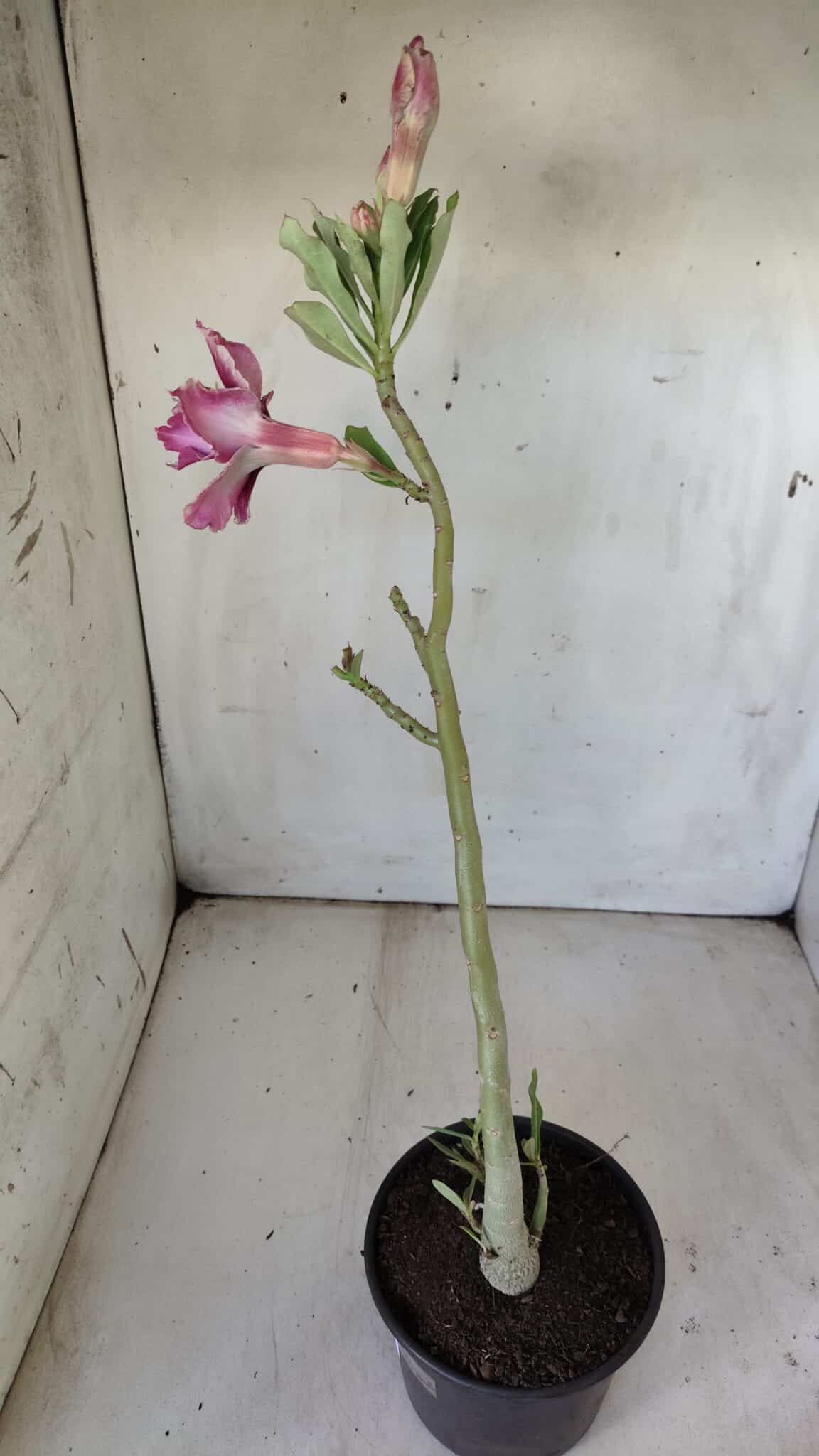 Planta Dobrada 2979 – 30cm – 02 anos