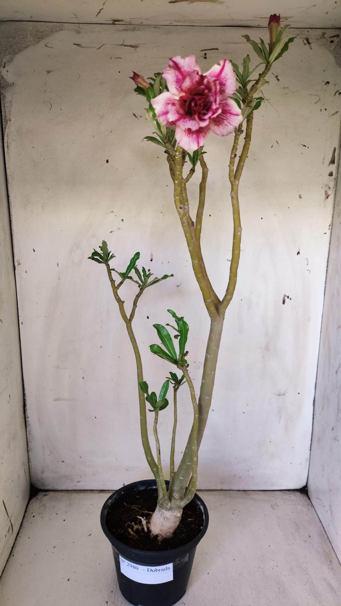 Planta Dobrada 2980 – 35cm – 03 anos