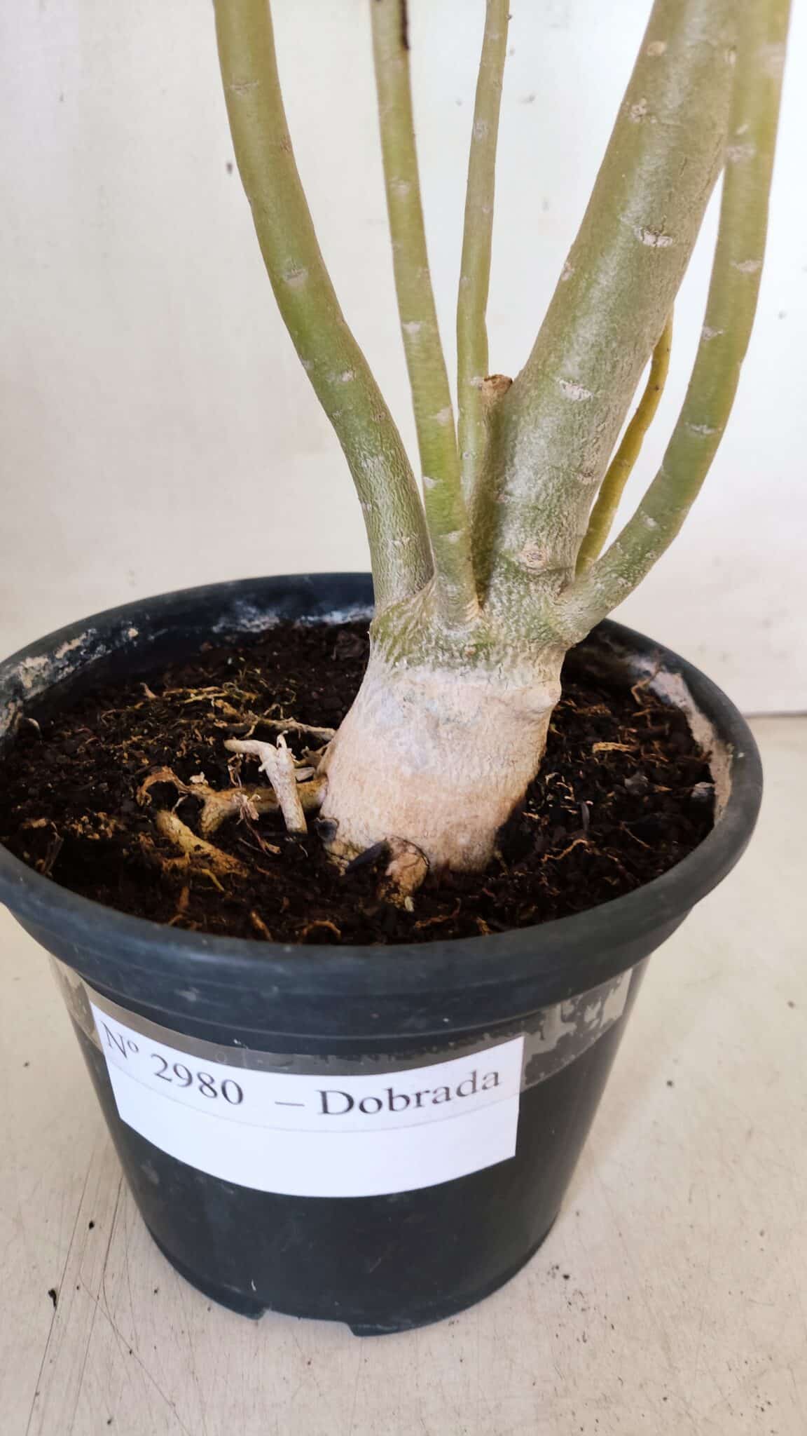 Planta Dobrada 2980 – 35cm – 03 anos