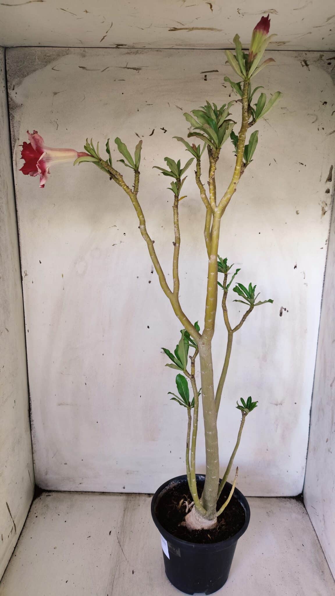 Planta Dobrada 2980 – 35cm – 03 anos